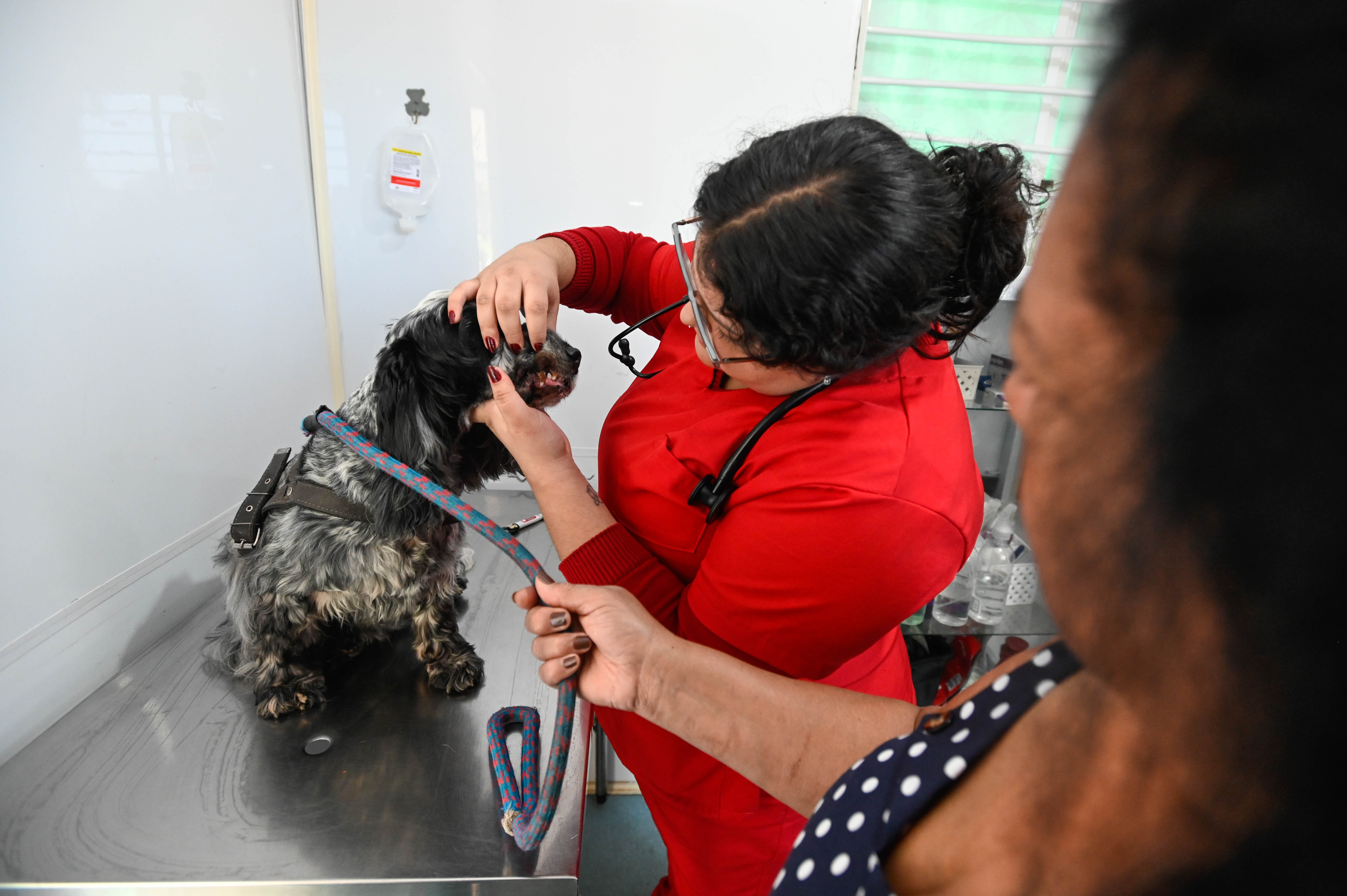 Consultório Veterinário Móvel leva atendimento gratuito a cães e gatos da Região Noroeste de Campinas