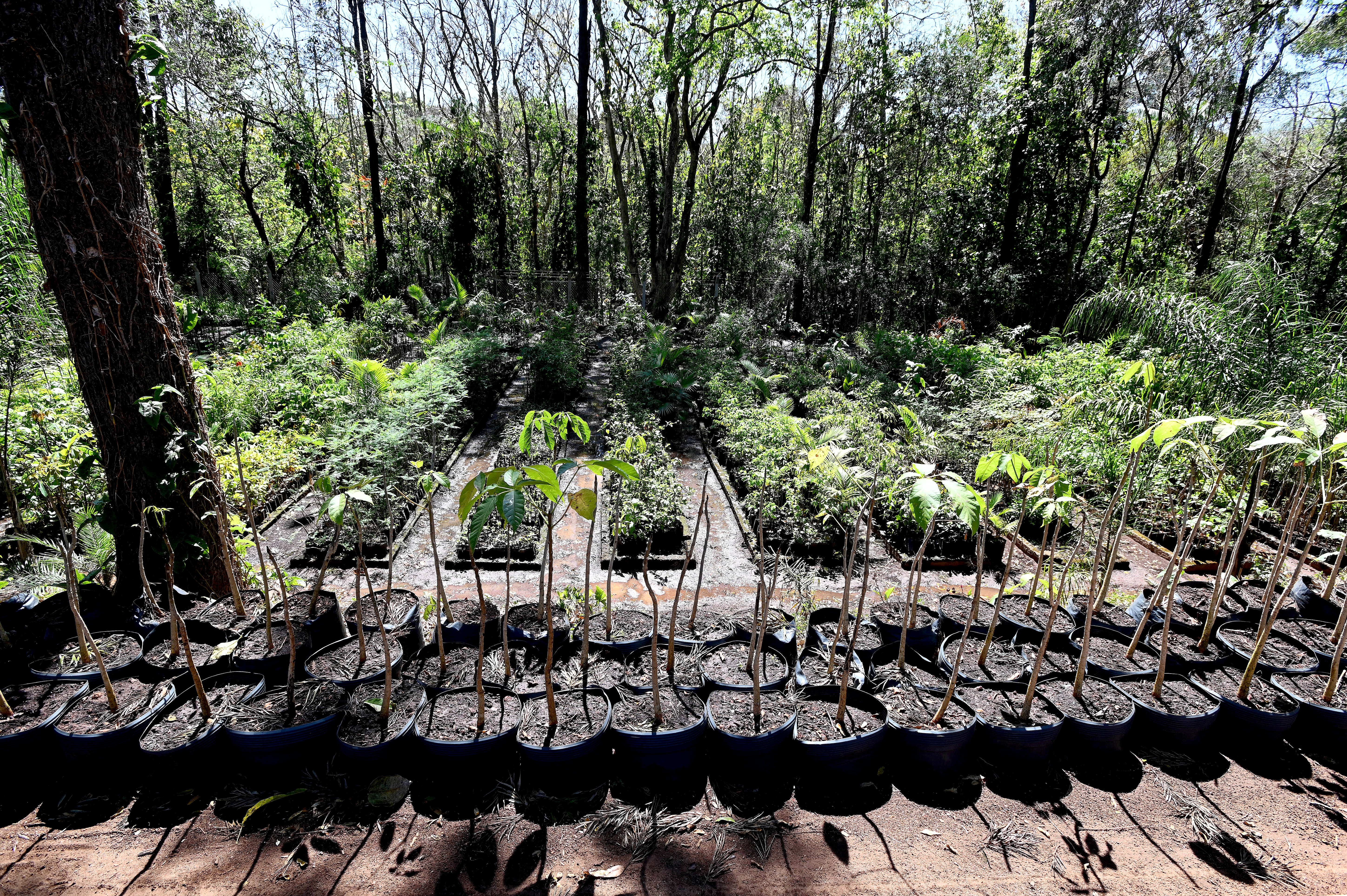 Viveiro Municipal oferece mudas de plantas de árvores nativas da região para os moradores