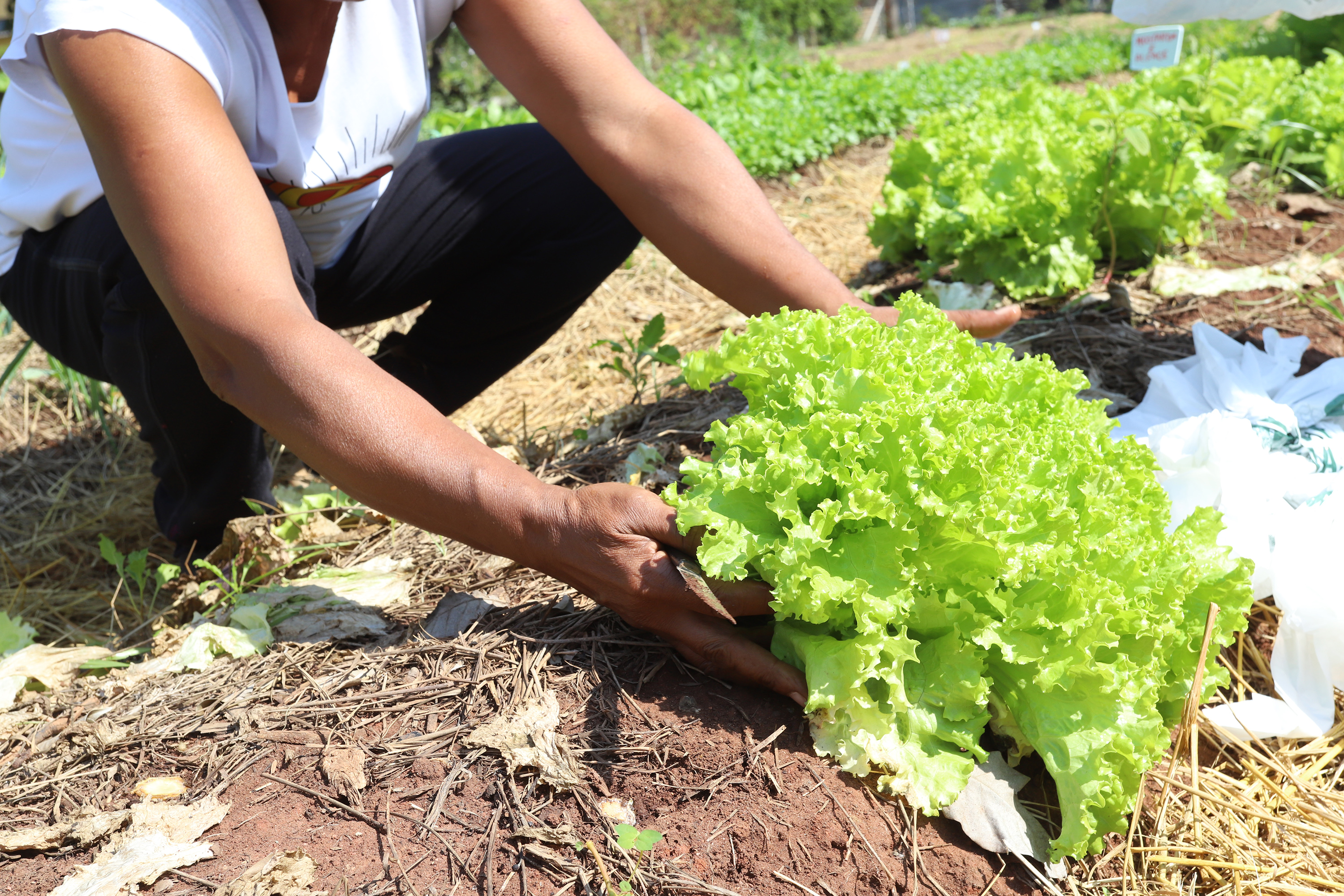 Apoiar a agricultura urbana e familiar está entre os desafios