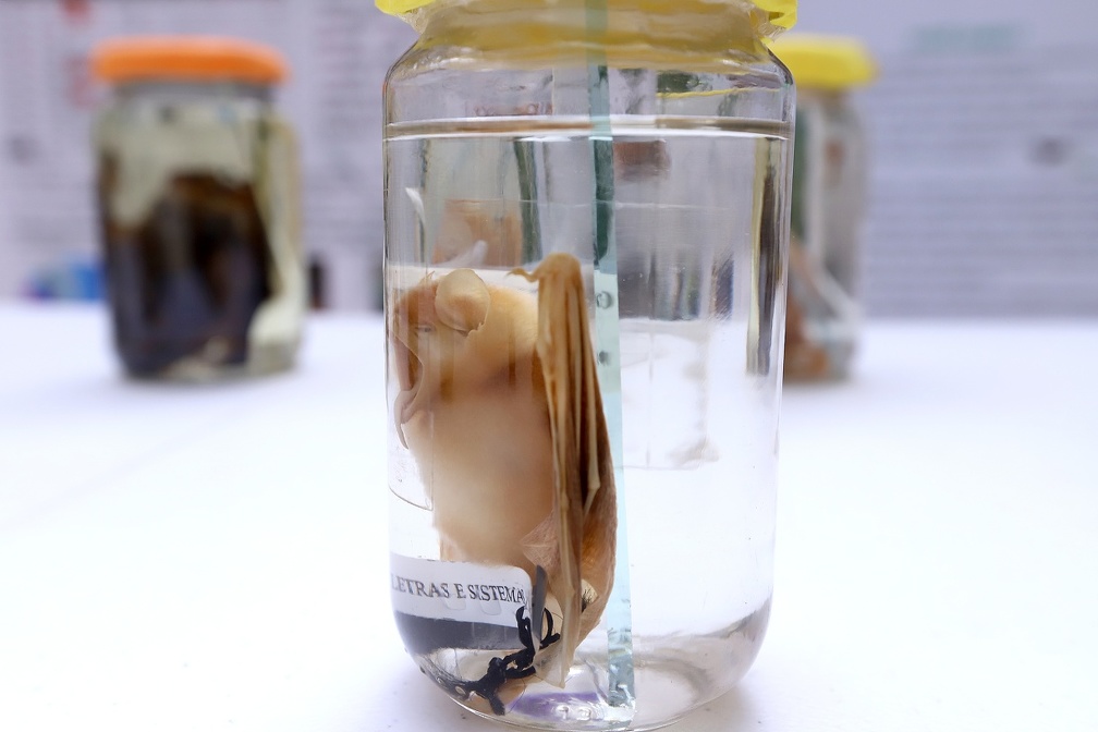 Programação para ampliar ações contra a raiva vai de 23 a 30 de setembro