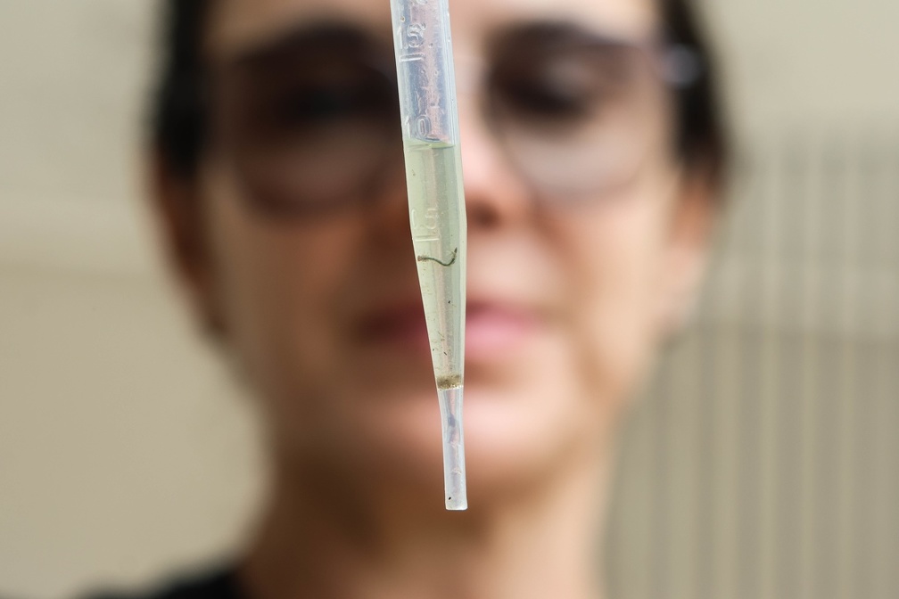 Mosquito Aedes aegypti é transmissor da dengue e outras arboviroses