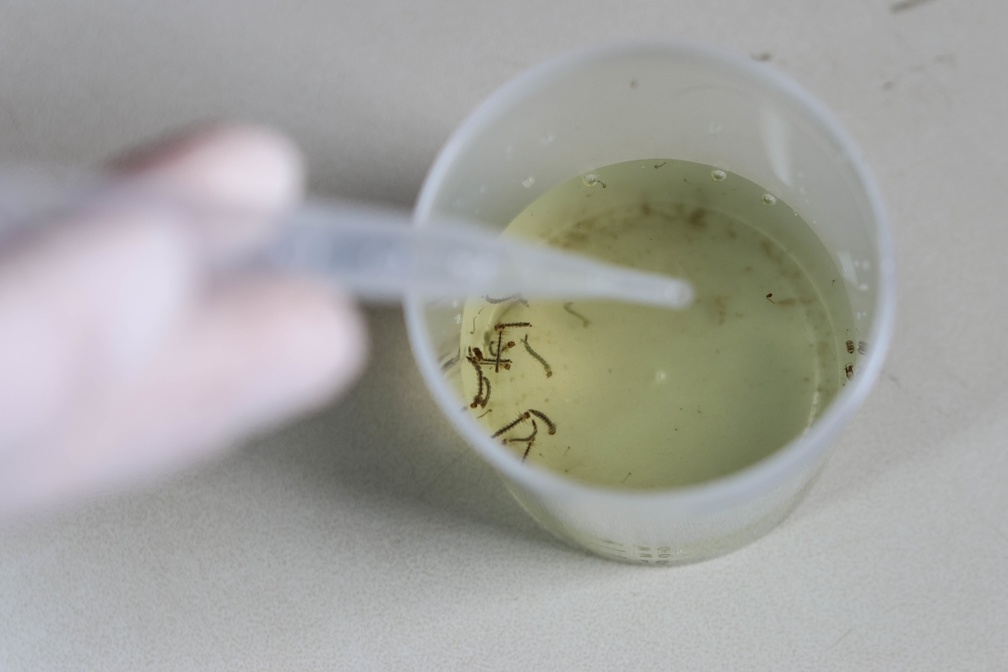 Evitar água parada é principal forma de combate ao mosquito Aedes aegypti, vetor da dengue