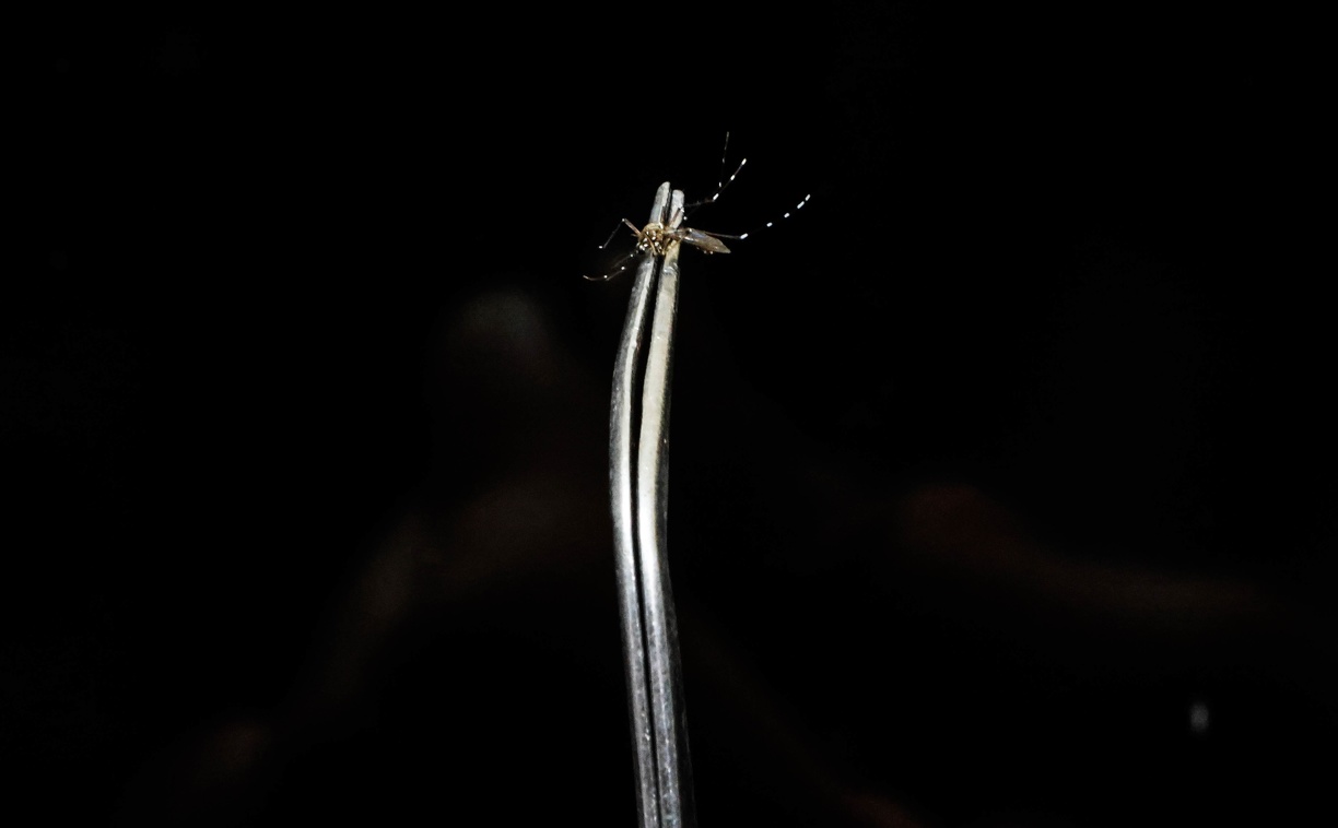 Mosquito Aedes aegypti é transmissor da dengue e outras arboviroses