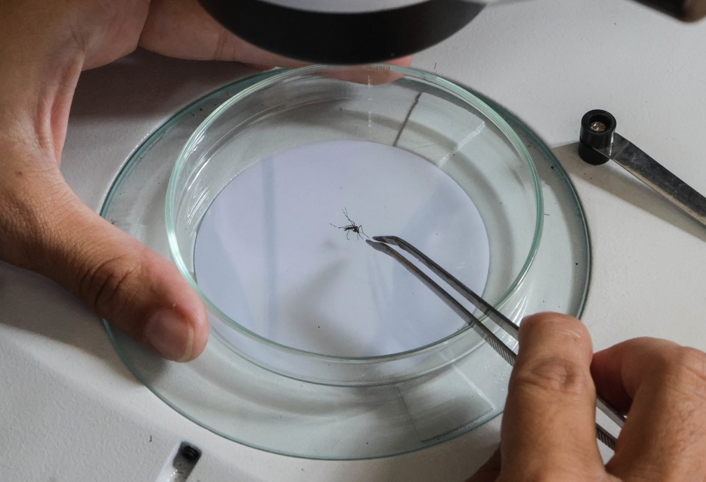 Mosquito Aedes aegypti é vetor da dengue e de outras arboviroses
