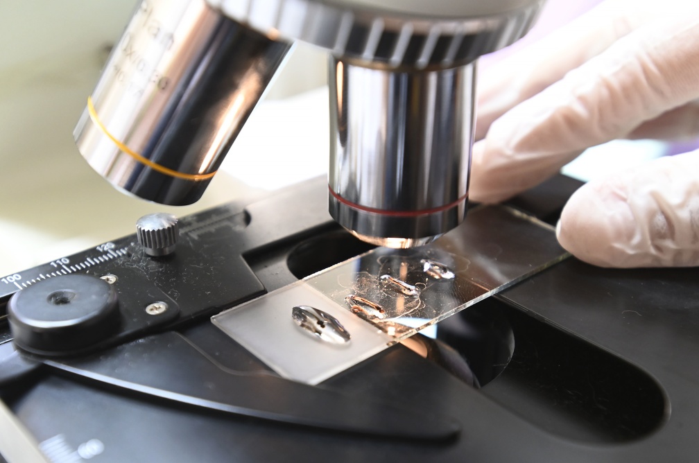 Larvas do mosquito Aedes aegypti, vetor da dengue, durante análises em laboratório