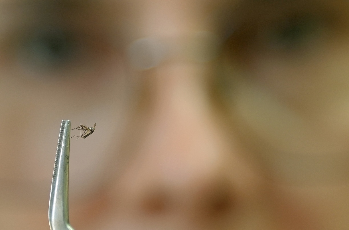 Mosquito Aedes aegypti é transmissor da dengue e de outras arboviroses