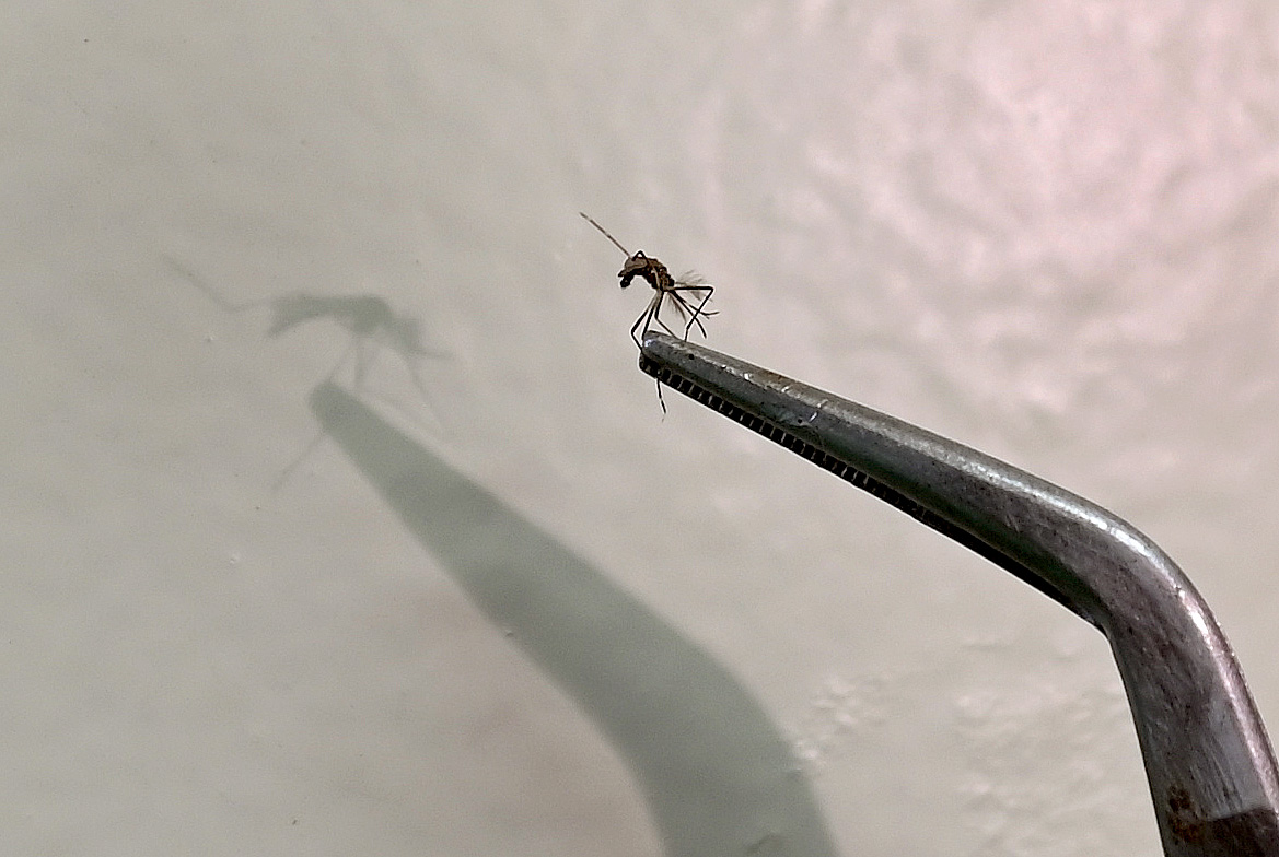 Mosquito Aedes aegypti é vetor da dengue e de outras arboviroses