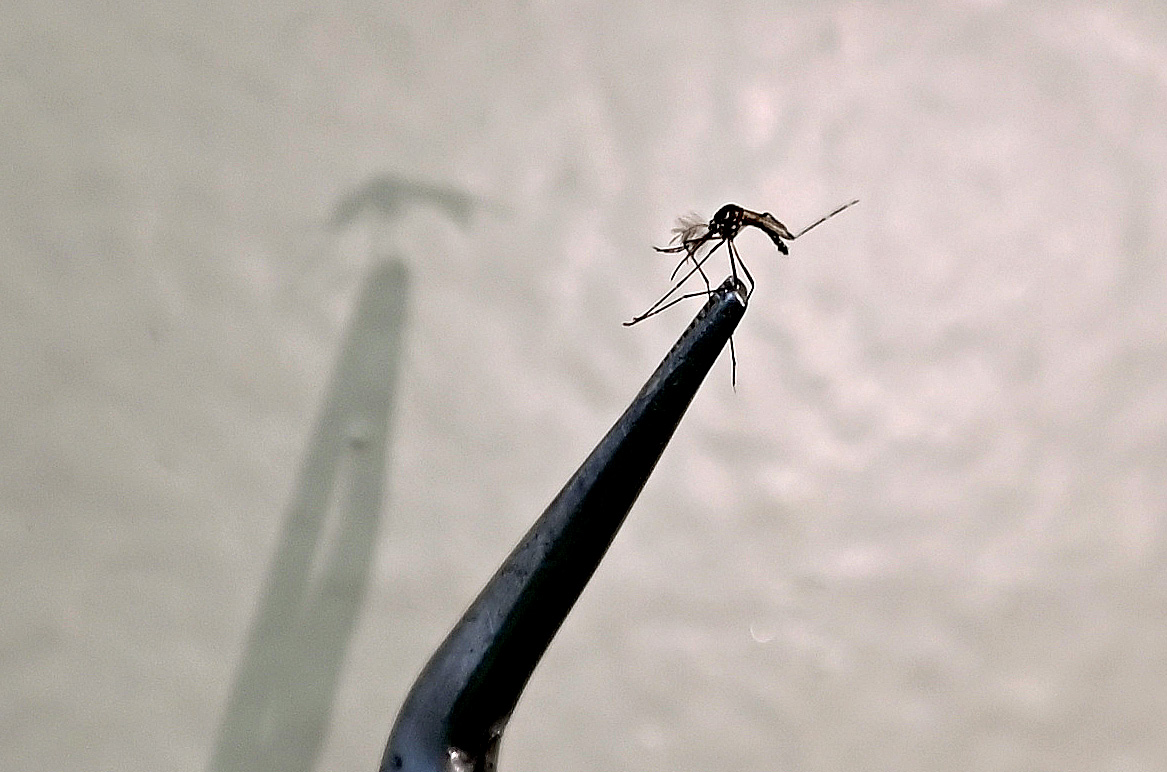 Mosquito Aedes aegypti é vetor da dengue e de outras arboviroses
