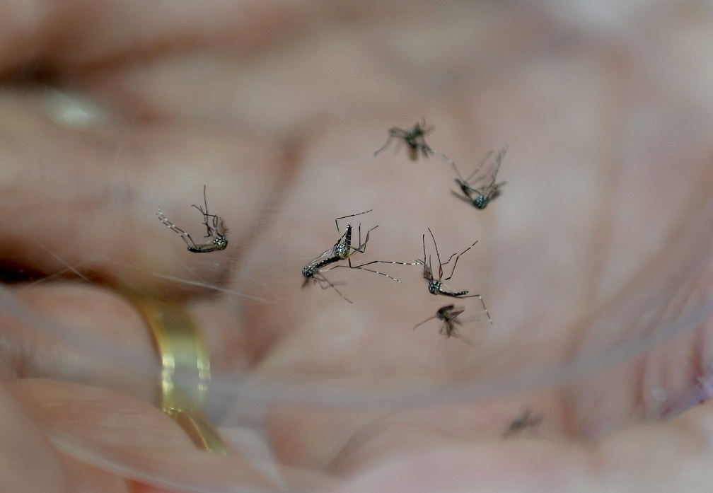 Mosquito Aedes aegypti é vetor da dengue e de outras arboviroses