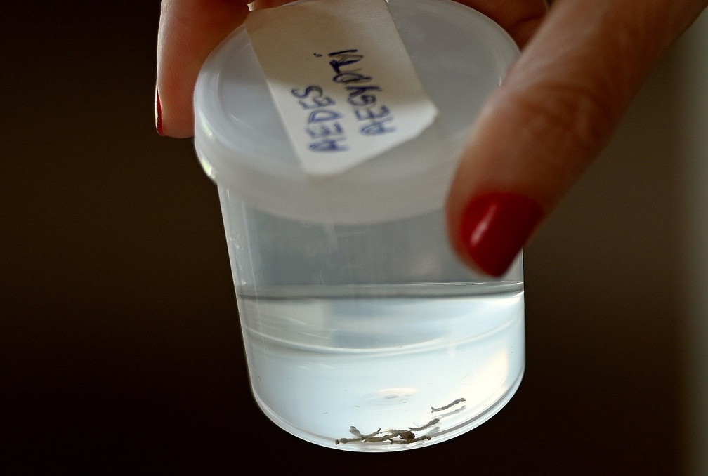 Larvas do mosquito Aedes aegypti, vetor da dengue e de outras arboviroses