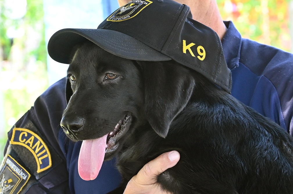 Labrador será treinado para participar de eventos e para operações de faro