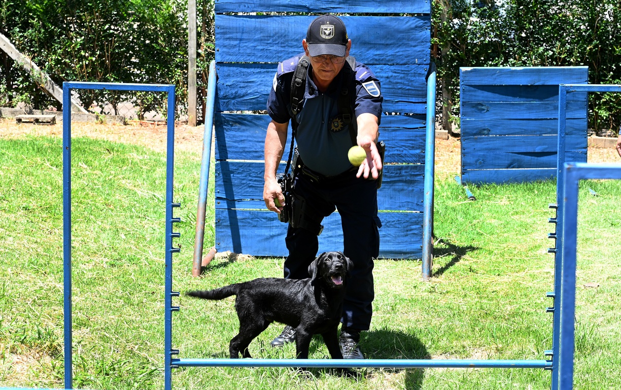 Filhote já demonstrou habilidades promissoras 