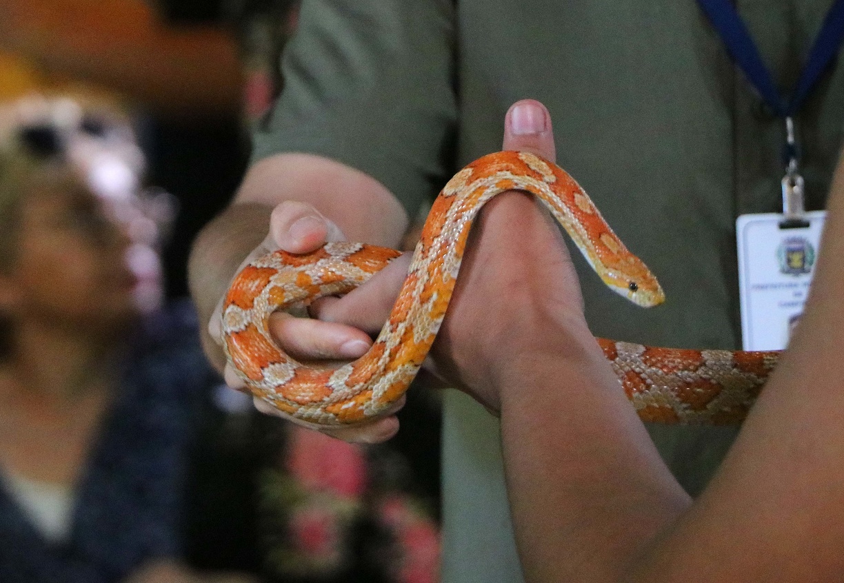 O Bosque Interativo oferece uma oportunidade de ter contato com animais silvestres