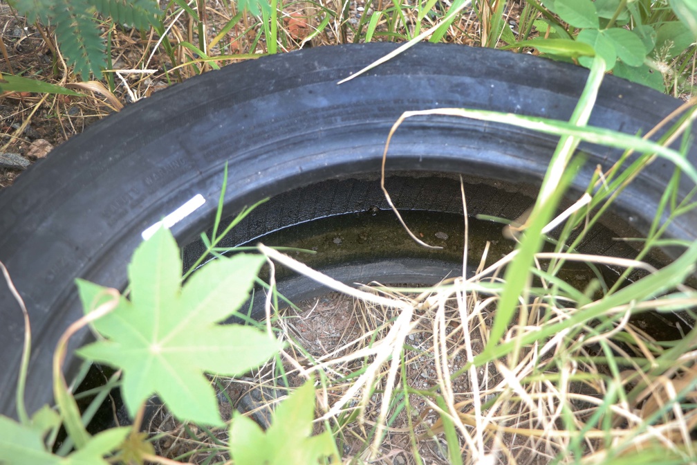 Saúde destaca importância de eliminar acúmulo de água que possa servir de criadouro do Aedes