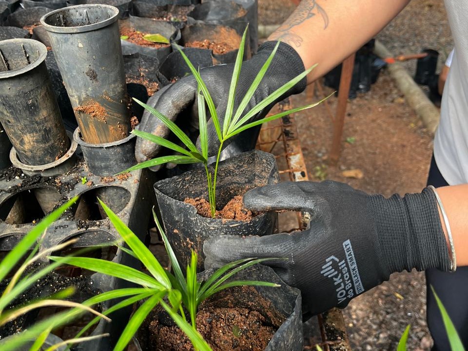 Mudas de palmeira-juçara são transferidas de recipientes cilíndricos para saquinhos maiores