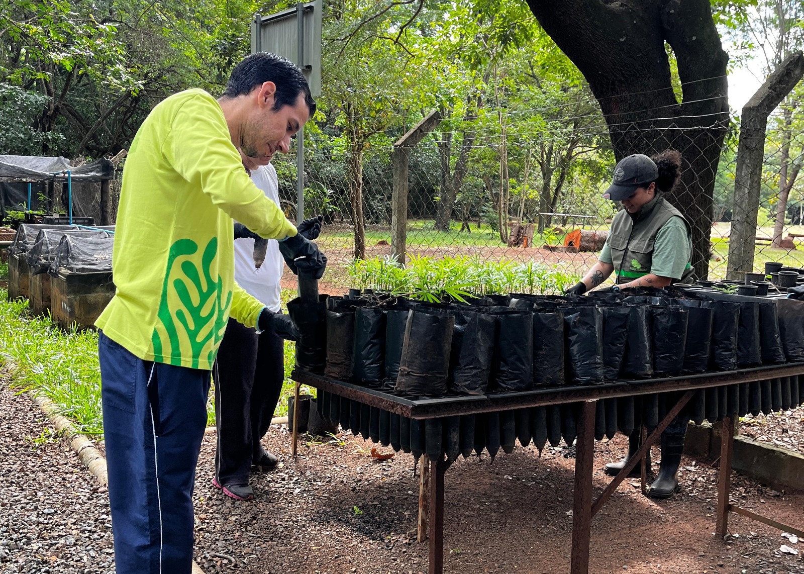 As mudas são produzidas no viveiro da reserva
