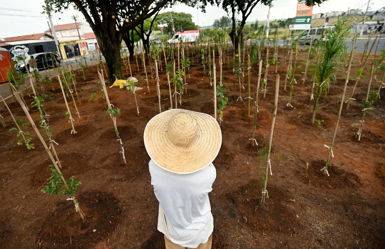 Entre outras espécies, as pequenas florestas contam com mudas de ipês, quaresmeiras, jequitibás e paineiras