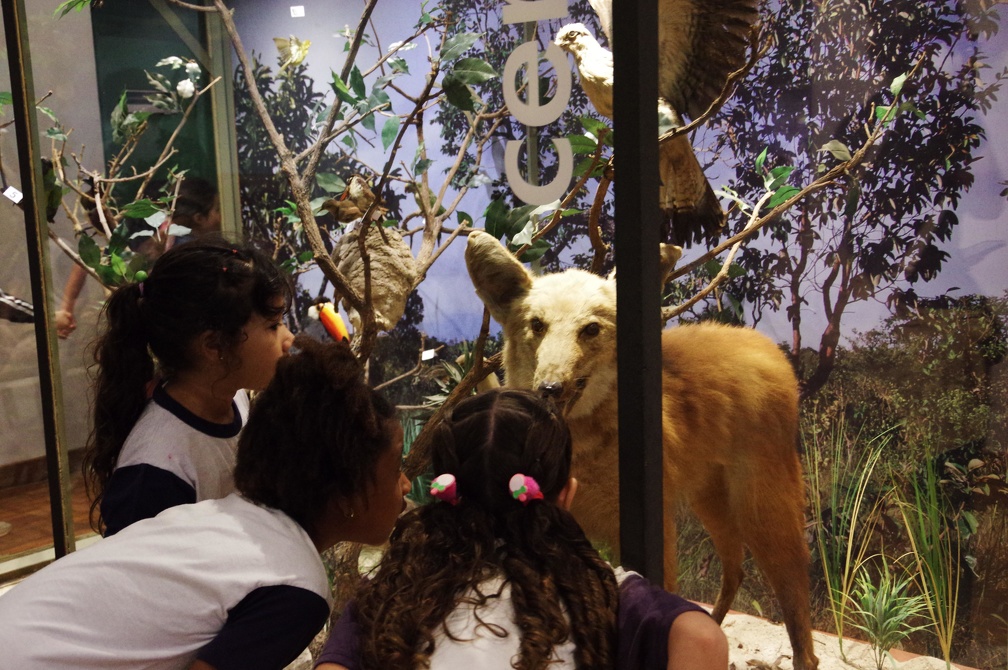 O guia explicou aos alunos sobre a taxidermia, técnica que consiste em preservar e montar animais para exibição