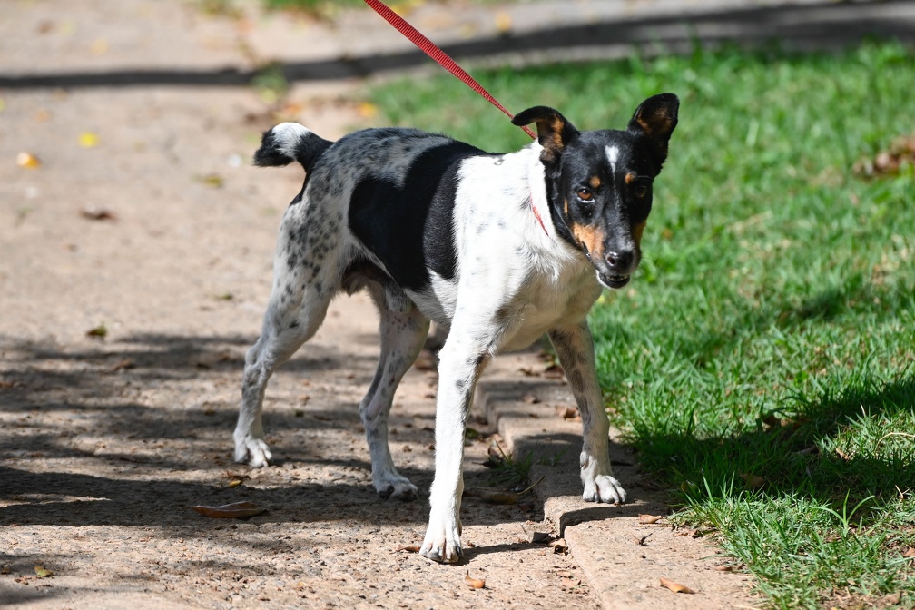 Pitoko foi resgatado no dia 20 de março deste ano, pelo Samu Animal, no bairro Jardim Campineiro