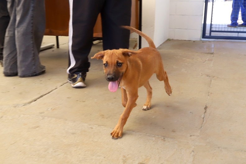 Durante o evento, a população poderá conhecer os 14 cães e 8 gatos disponíveis para adoção
