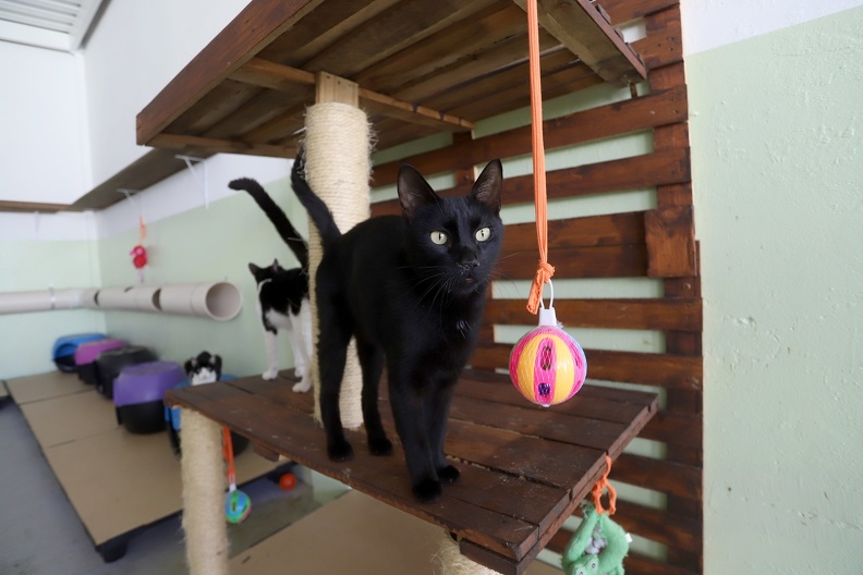 Todos os animais são castrados, vacinados e microchipados