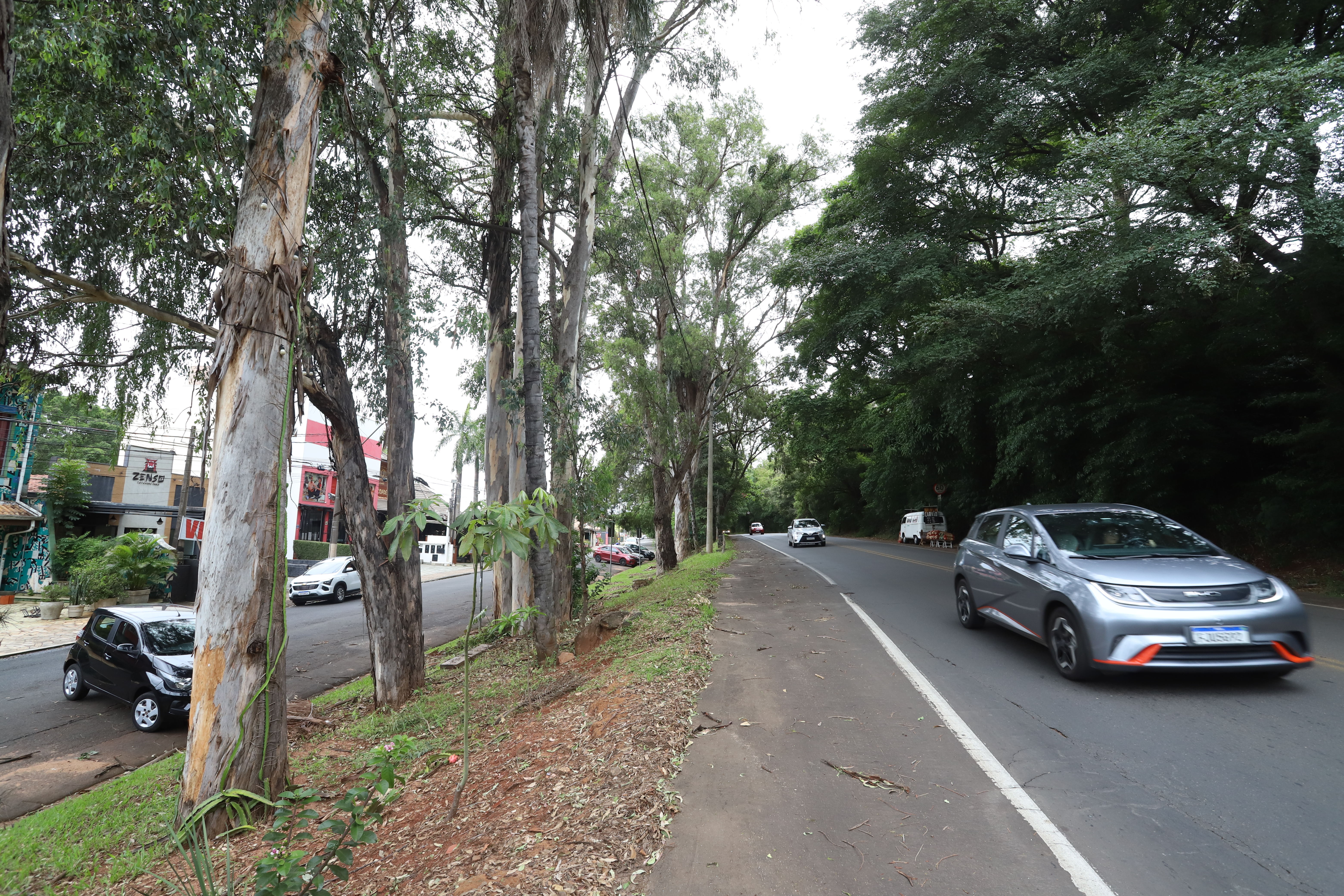 Eucaliptos estão em local que oferece riscos a motoristas e pedestres