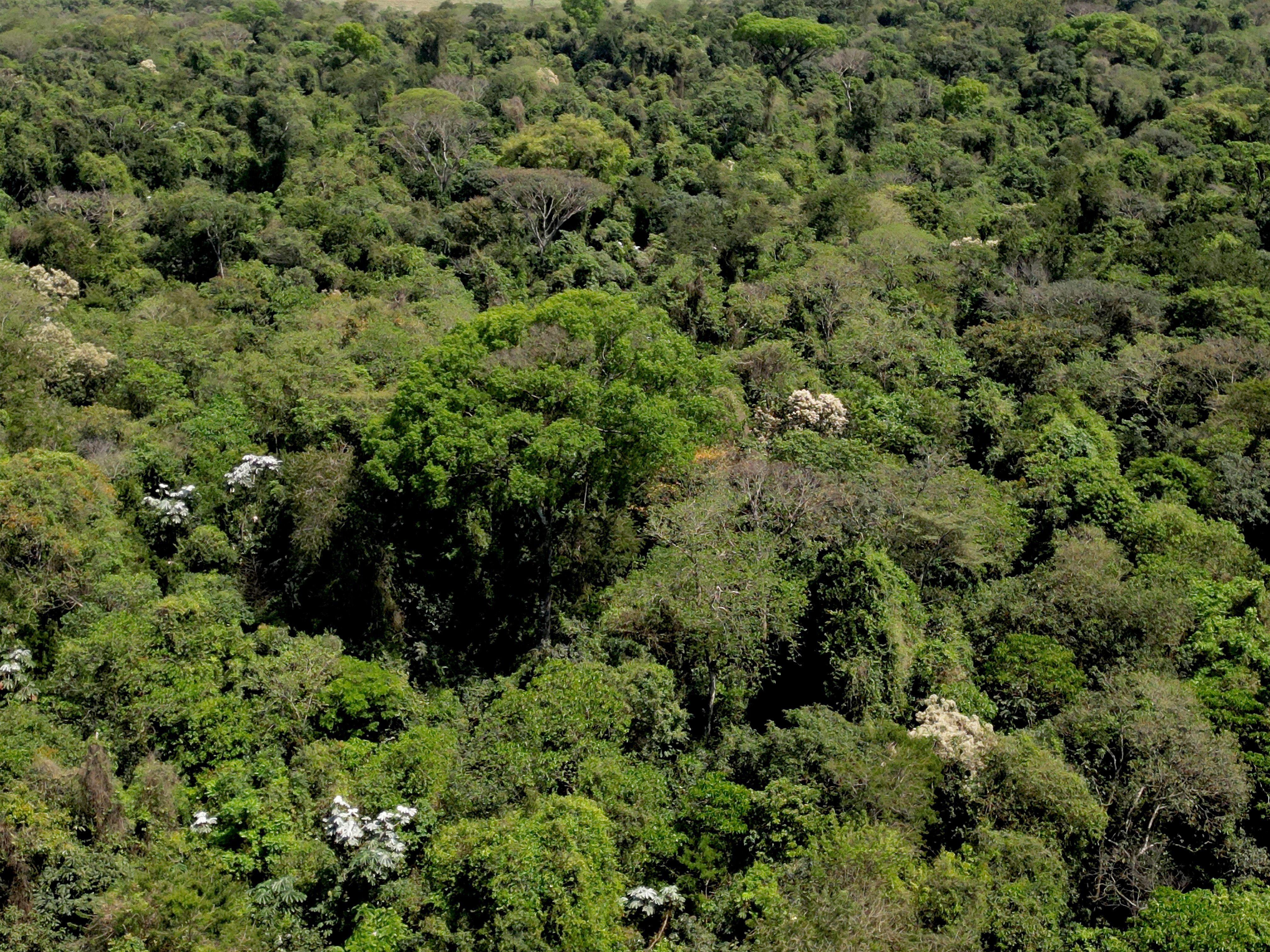 Outro eixo importante é o manejo florestal, que busca criar melhores condições para a recuperação e o enriquecimento da vegetação nativa