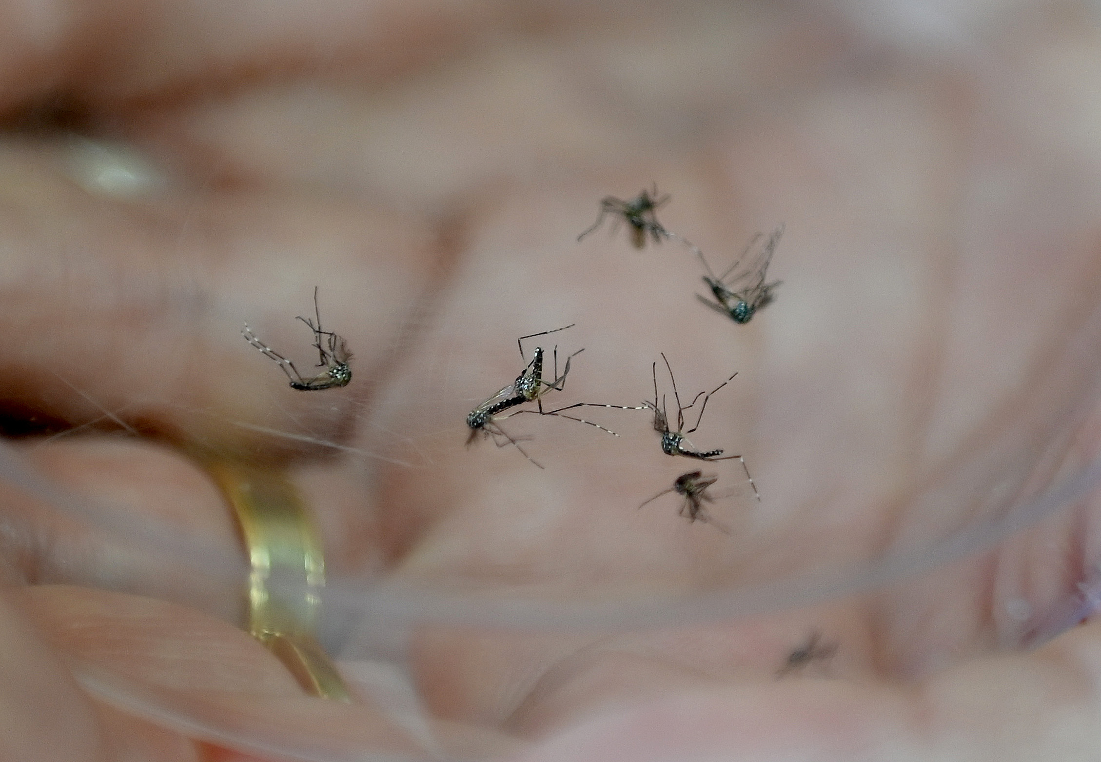 Entre 1º de janeiro e 10 de agosto deste ano foram confirmados 3.711 casos de dengue em Campinas