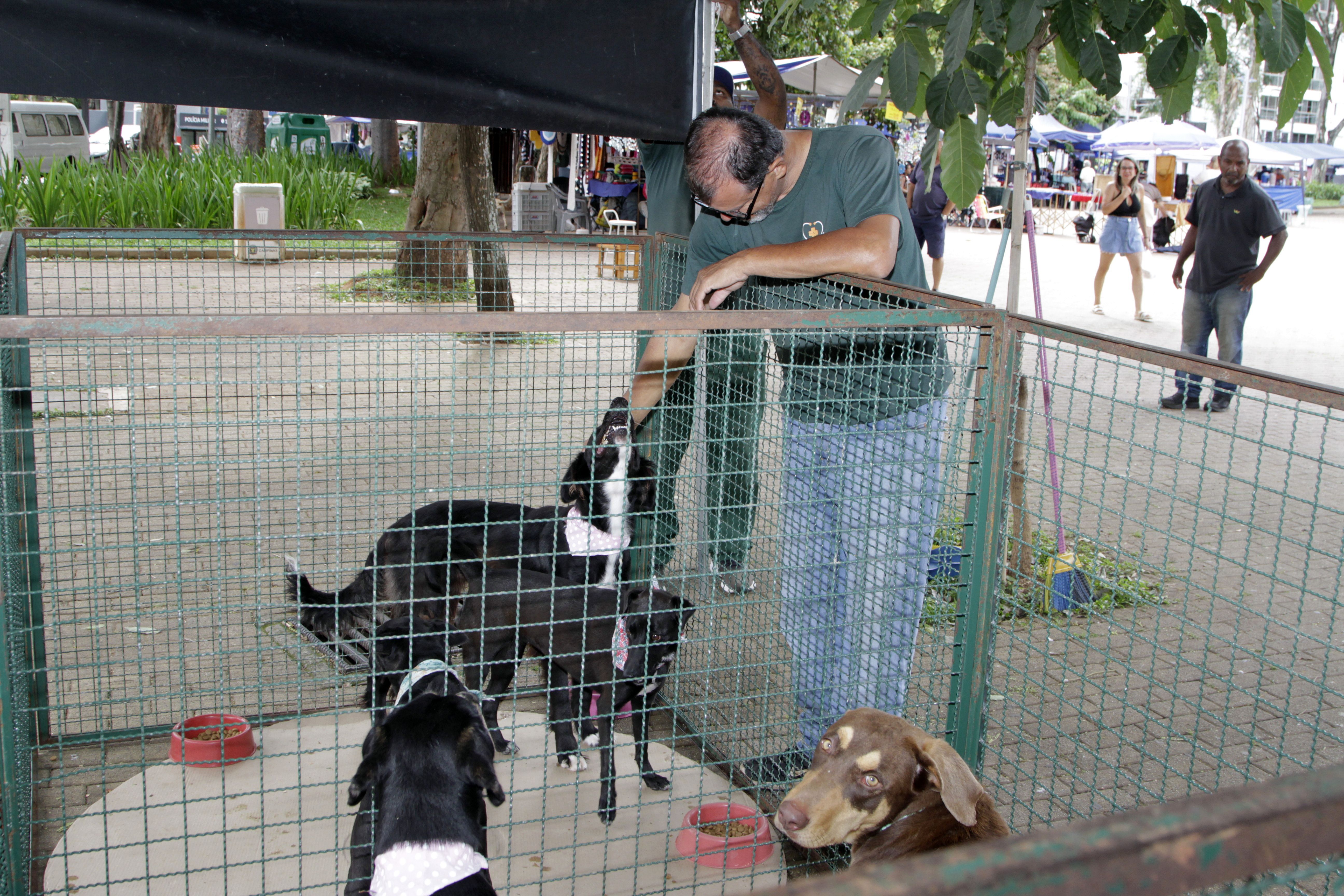 As feiras presenciais reforçam as campanhas de adoção do DPBEA e visam sensibilizar a população sobre a prevenção e o combate ao abandono, maus-tratos e crueldade contra animais