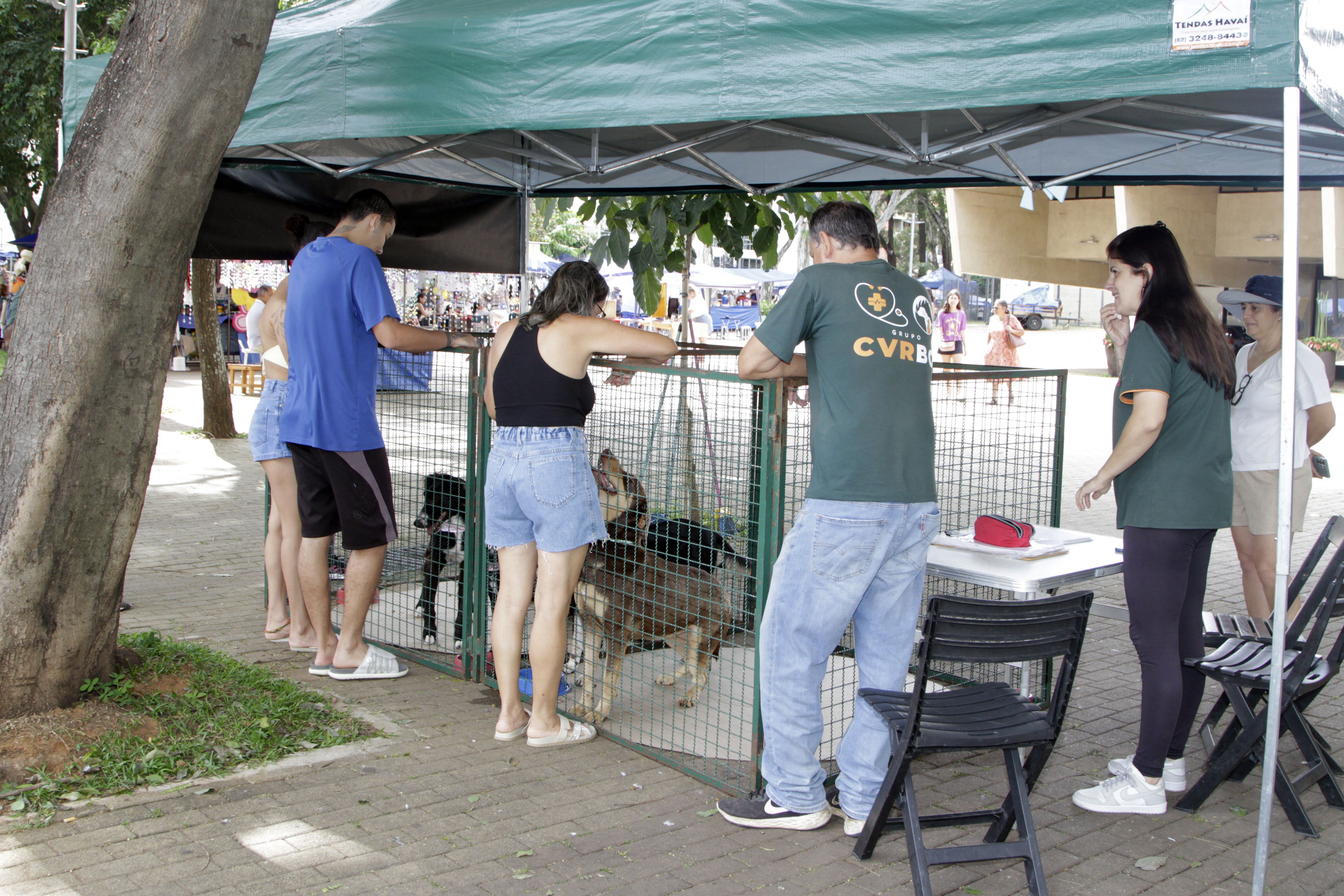 Feira apresenta cinco animais com idade entre 2 e 5 anos; você pode se encantar com um deles