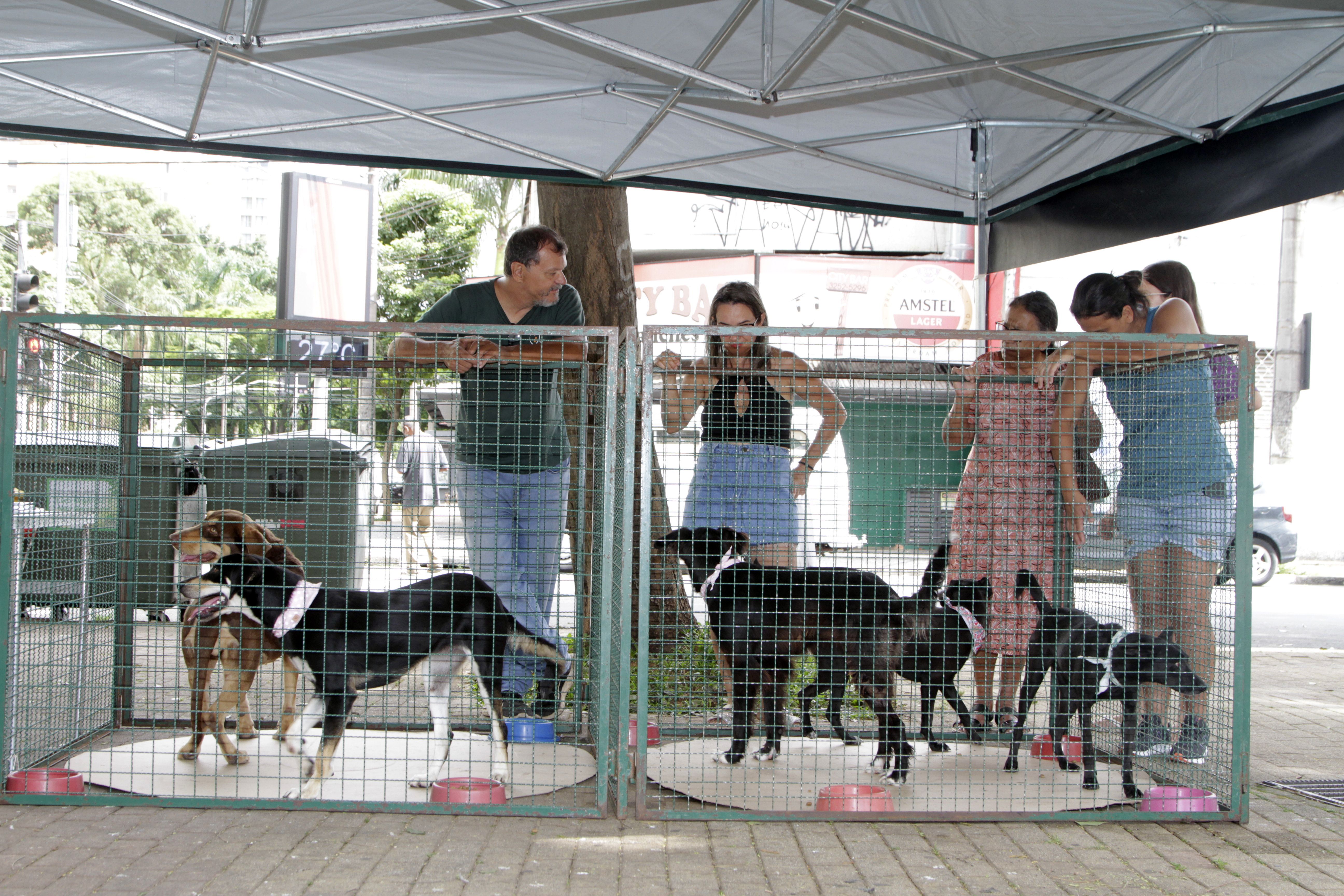 Depois de receberem cuidados e atenção, os cães agora aguardam a chance de uma adoção responsável
