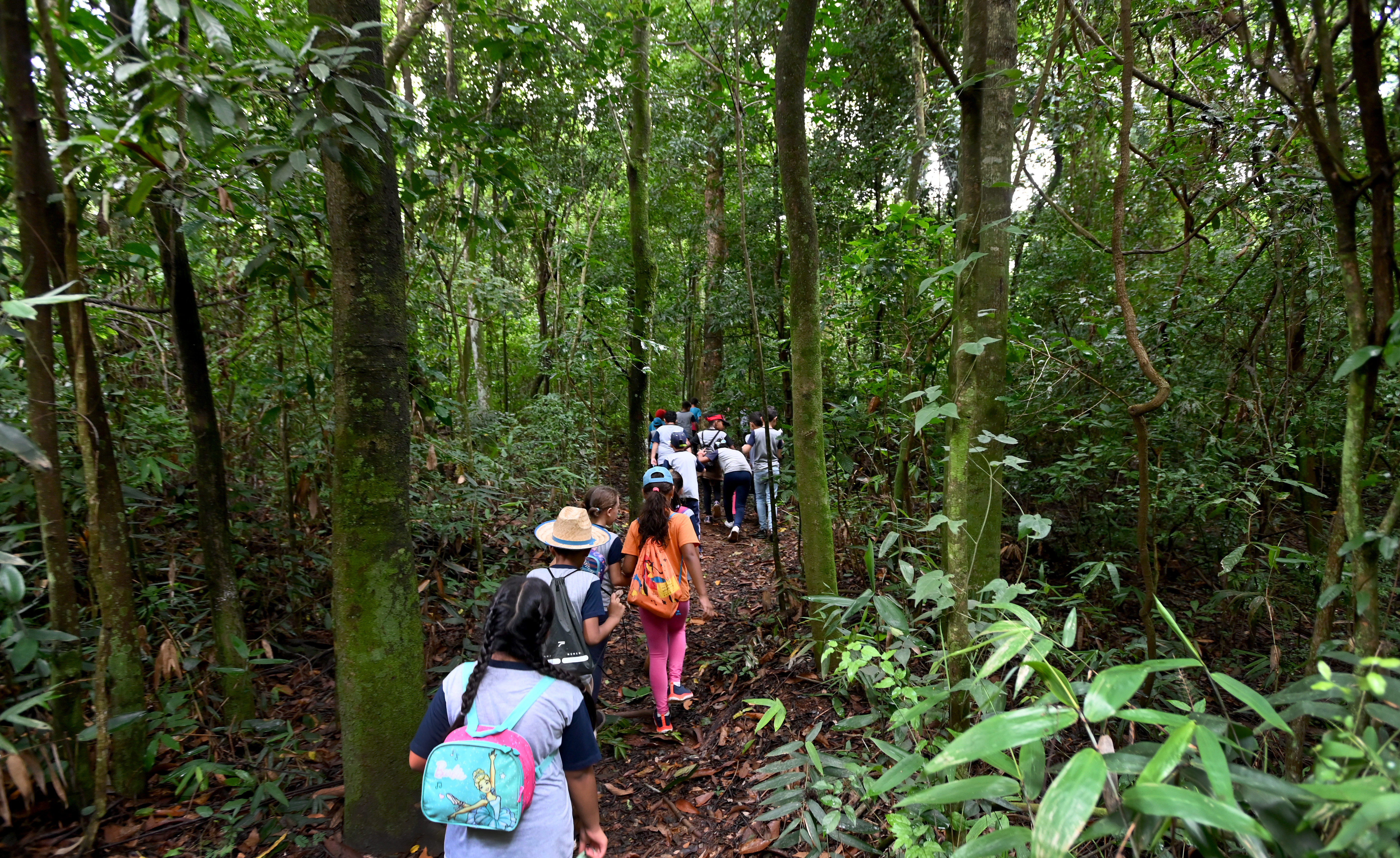Mata de Santa Genebra é a segunda maior floresta urbana do Brasil; a primeira é da Tijuca, no Rio de Janeiro
