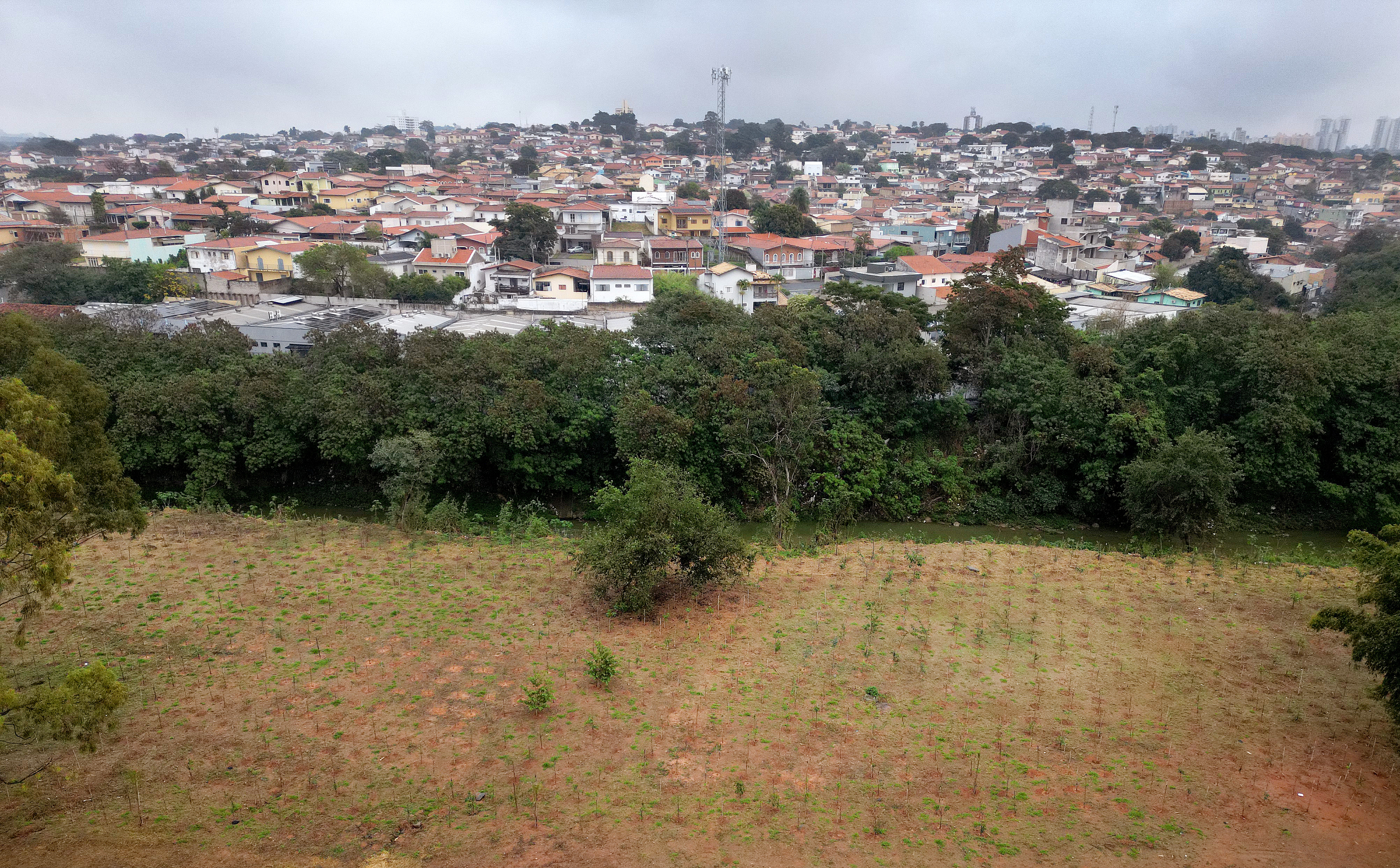 A implantação de microflorestas pode ser feita em espaços de uso comum, como rotatórias, canteiros centrais e margens de vias públicas