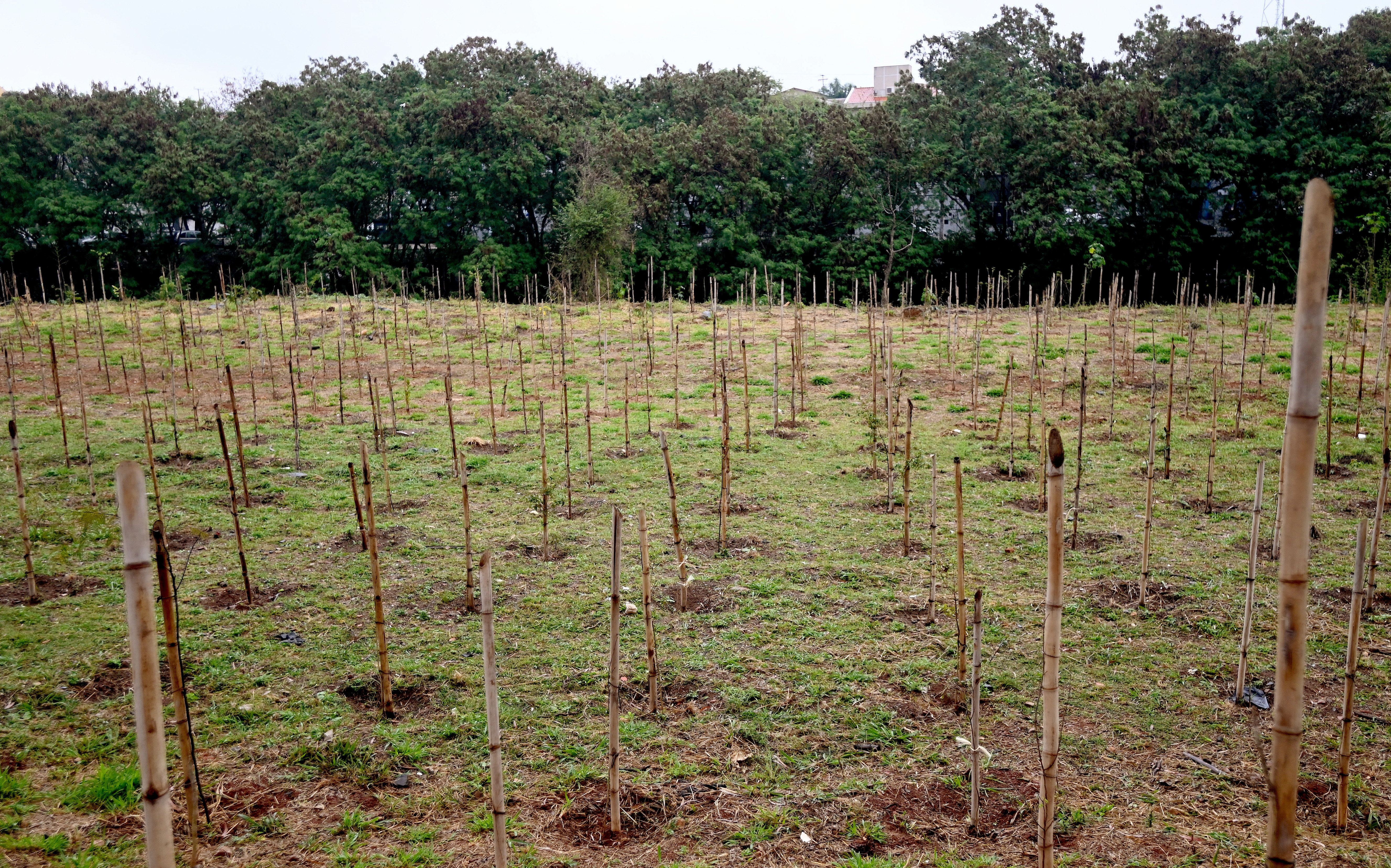 Microflorestas urbanam já somam quase 47 mil mudas de árvores plantadas em diversas regiões da cidade