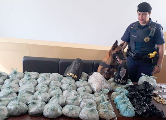 Cão farejador Faísca, 5 anos: buscas no local