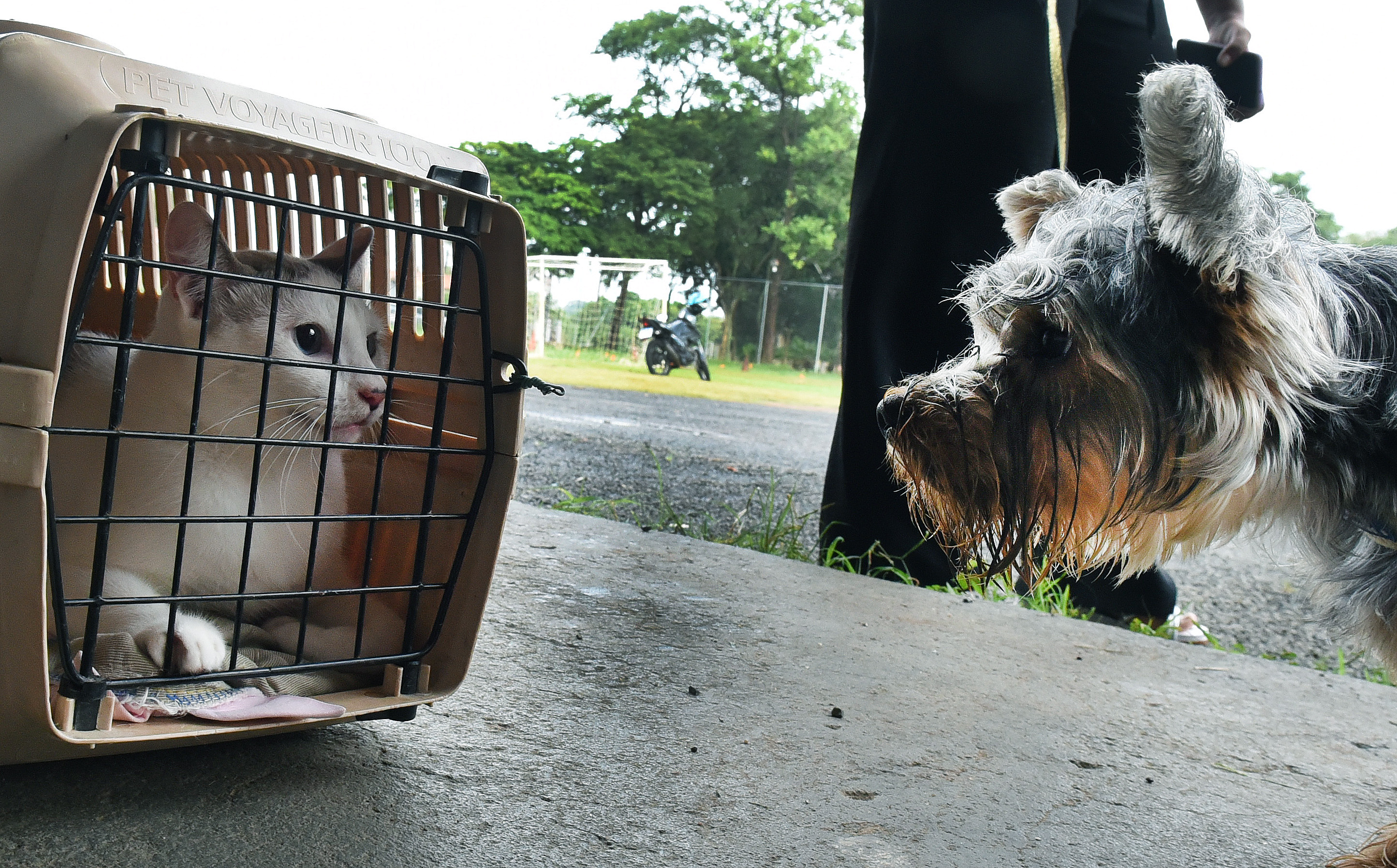 Vagas estão abertas para cães e gatos de moradores de todas as regiões de Campinas