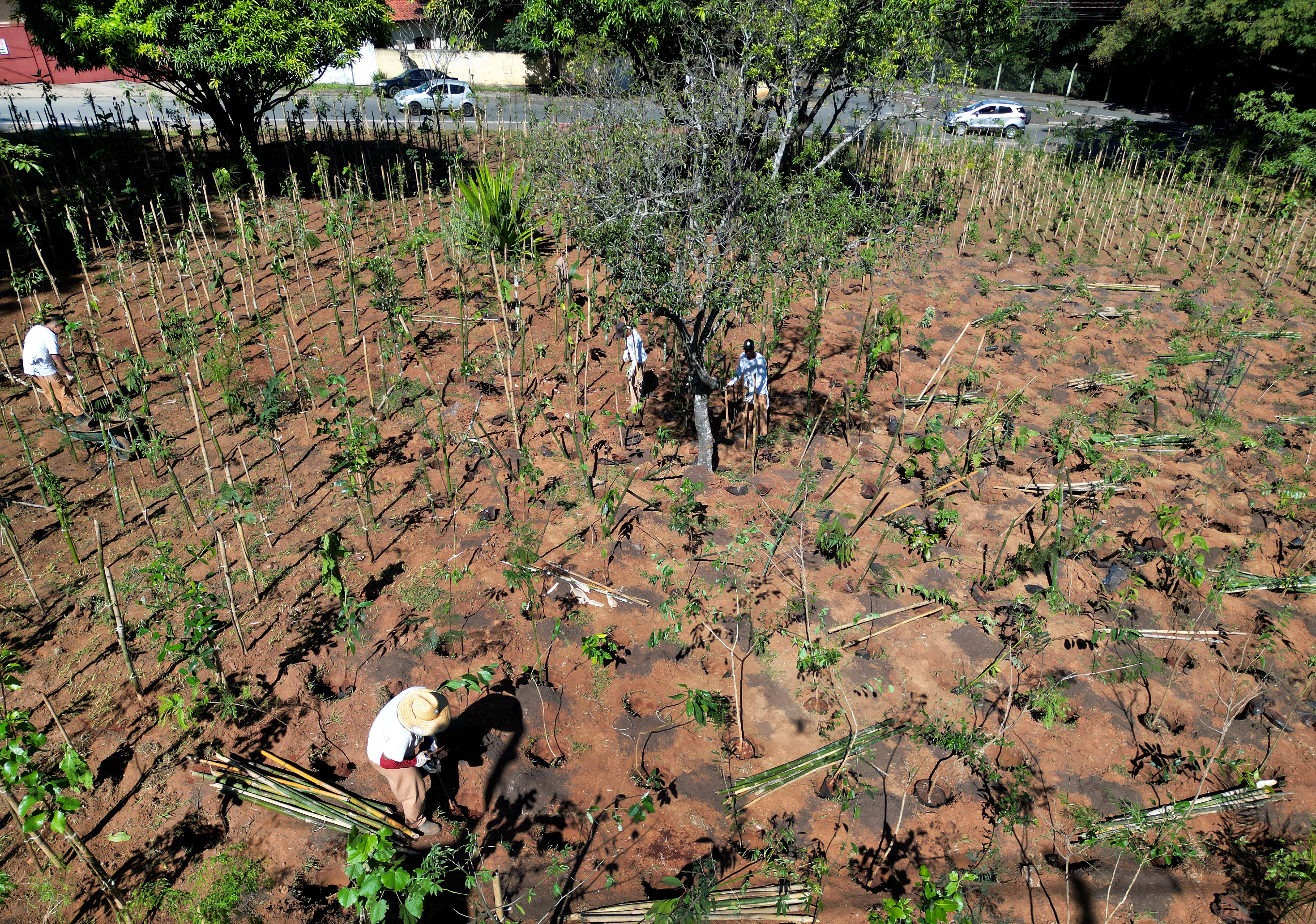 Uma microfloresta em construção em Barão Geraldo 