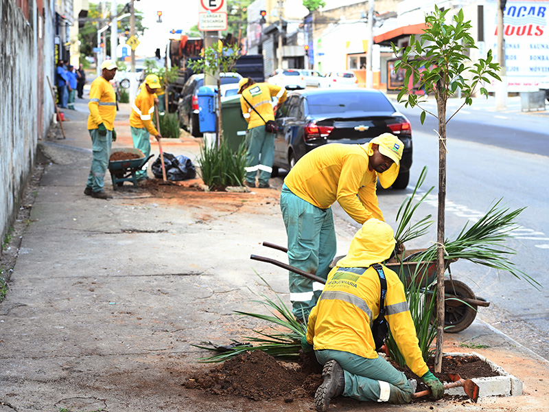 Nova arborização na avenida Francisco Glicério: adequação das árvores ao espaço urbano para segurança e qualidade de vida