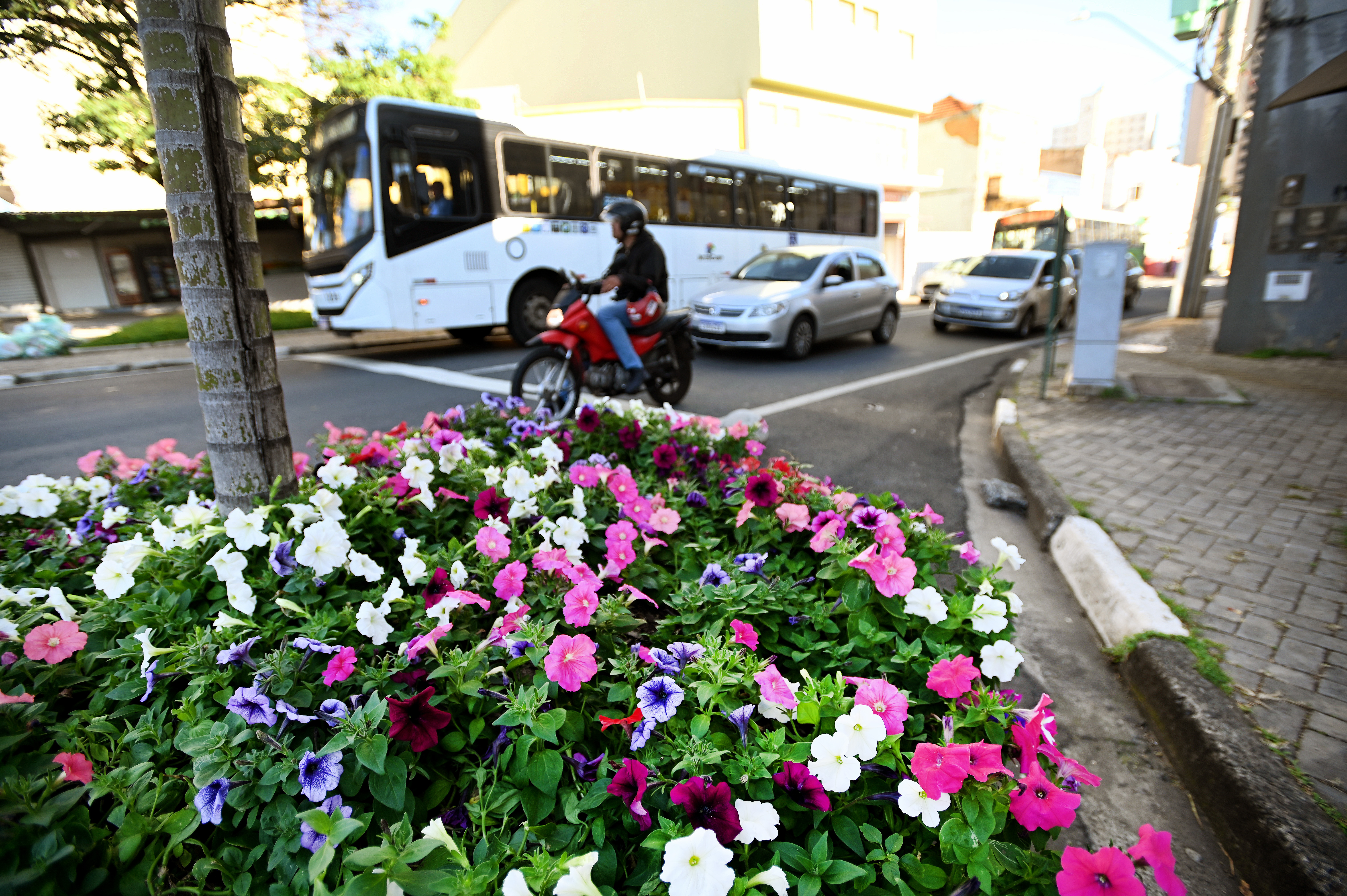 Cores e delicadeza das flores e plantas ornamentais se destacam nas ruas da cidade