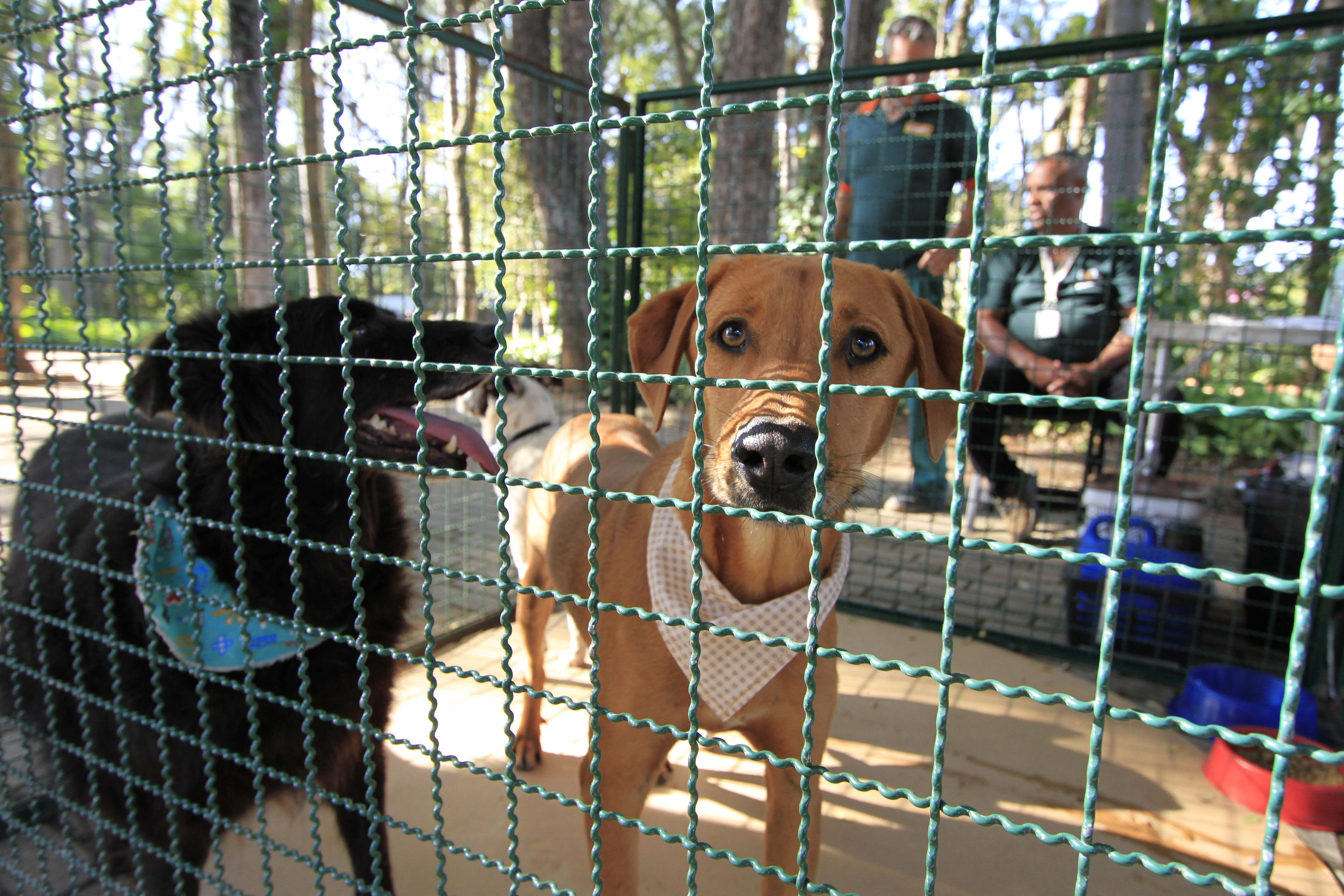 O DPBEA organiza feiras de adoção duas vezes por mês com cães e gatos resgatados das ruas que passaram por tratamento de saúde e agora estão saudáveis, castrados, microchipados e aptos a encontrar um novo lar