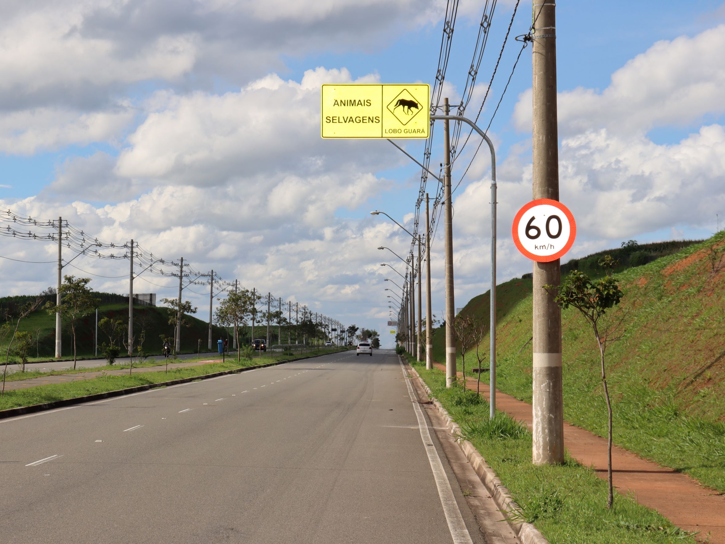 Placas brilham à noite com símbolos de animais diversos como o lobo-guará, sagui, felino selvagem e cachorro-do-mato
