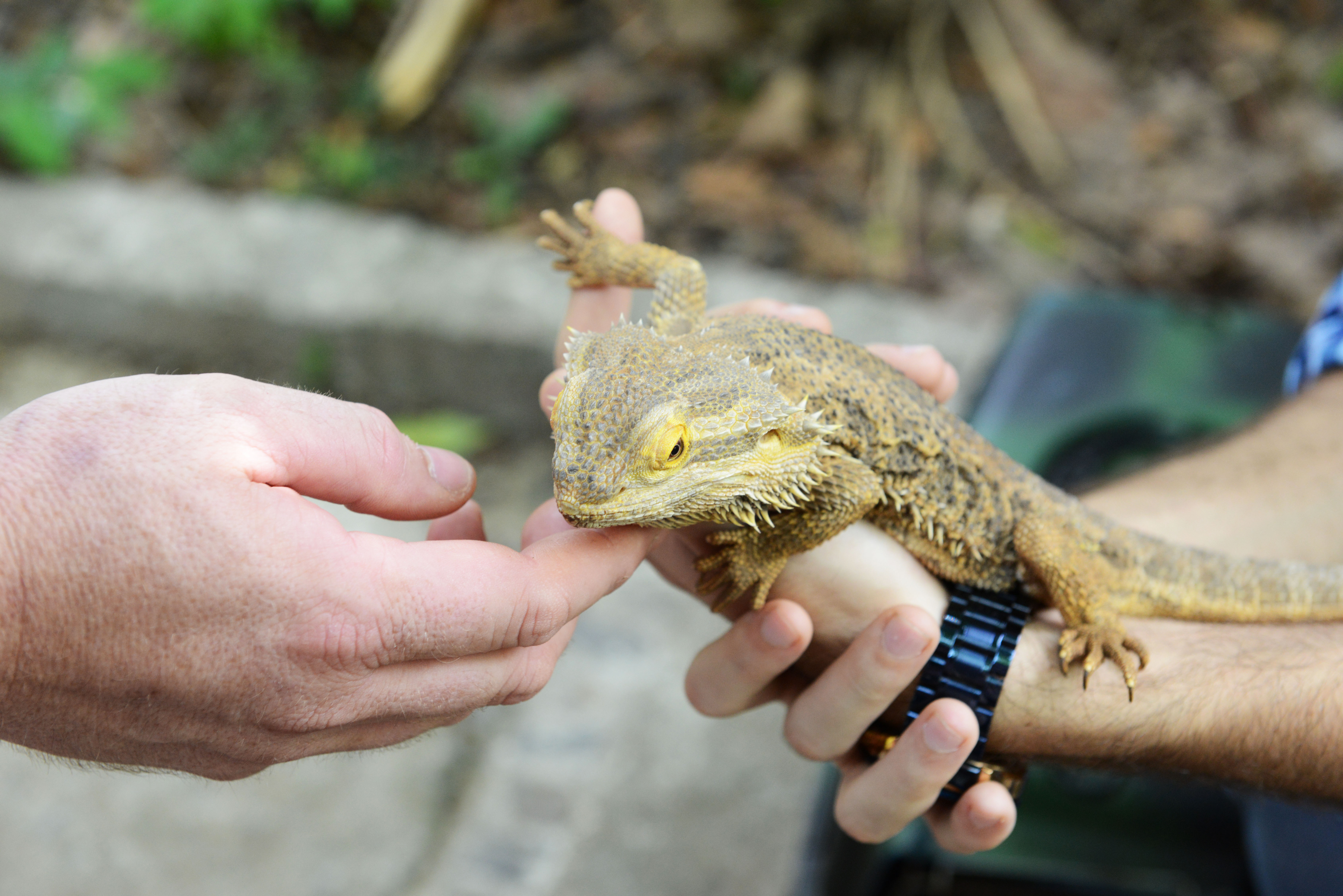 Público poderá interagir com animais do parque