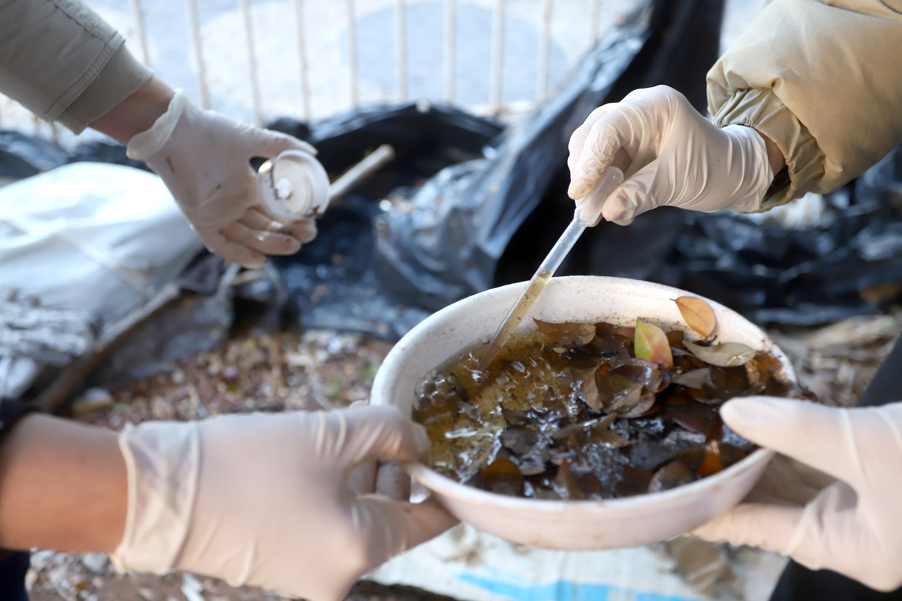 Saúde divulga o 33º alerta Arboviroses do bairros com alto risco de transmissão de dengue; objetivo é verificar e eliminar possíveis criadouros do mosquito