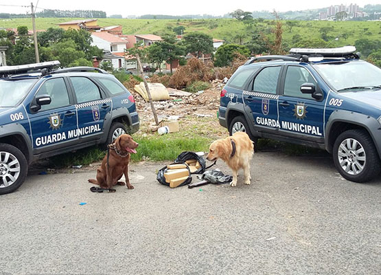Cães localizaram a droga