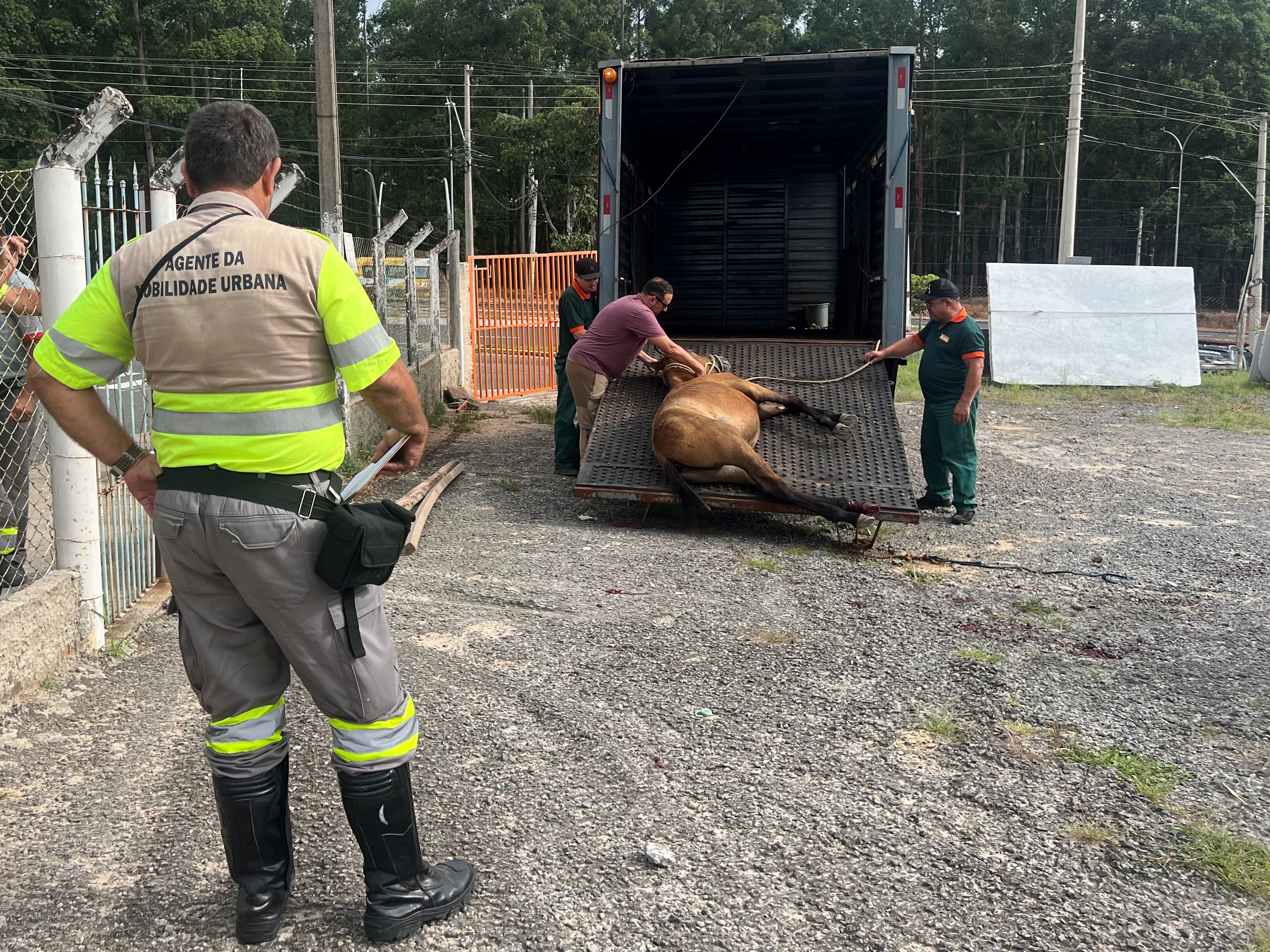 Ação conjunta visa agilizar a operação com respeito aos animais e segurança no trânsito