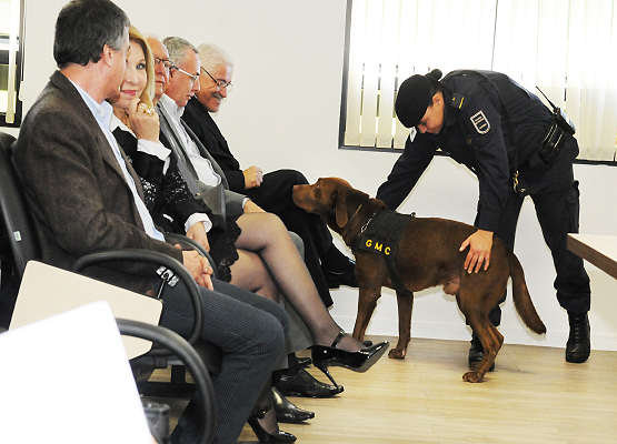 Cães da GM trabalharão ao lado de agentes da PF