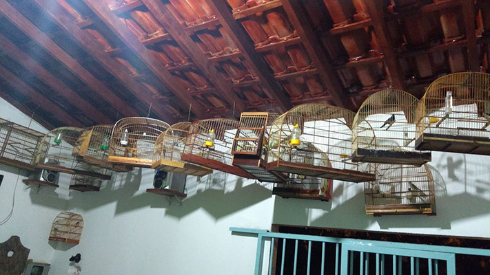 Gaiolas encontradas no local