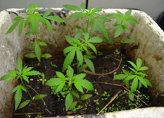 Maconha estava sendo cultivada no isopor