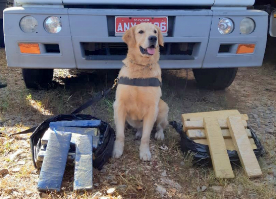 Cães farejadores ajudaram na operação