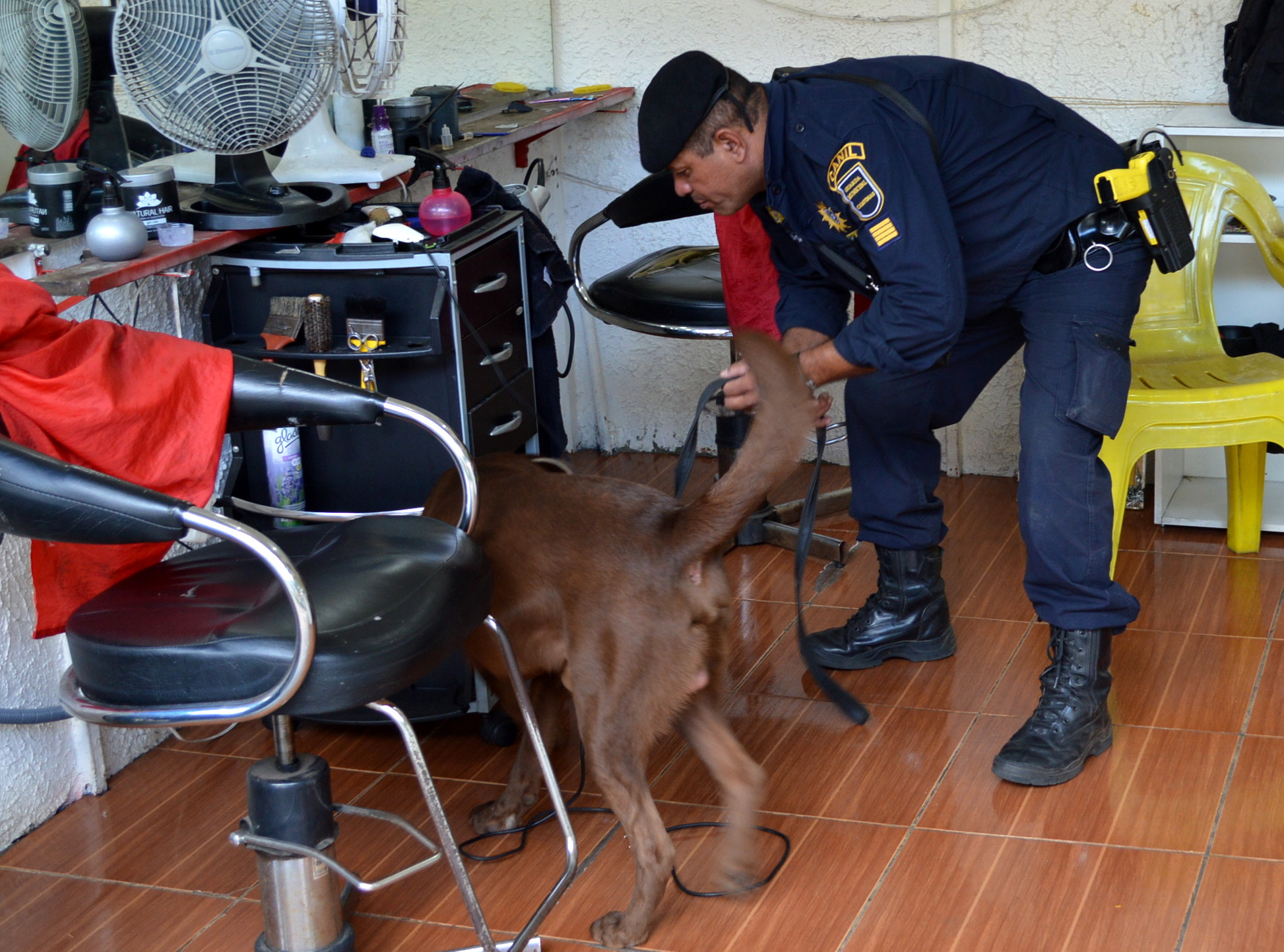 Cão treinado ajudou a encontrar drogas